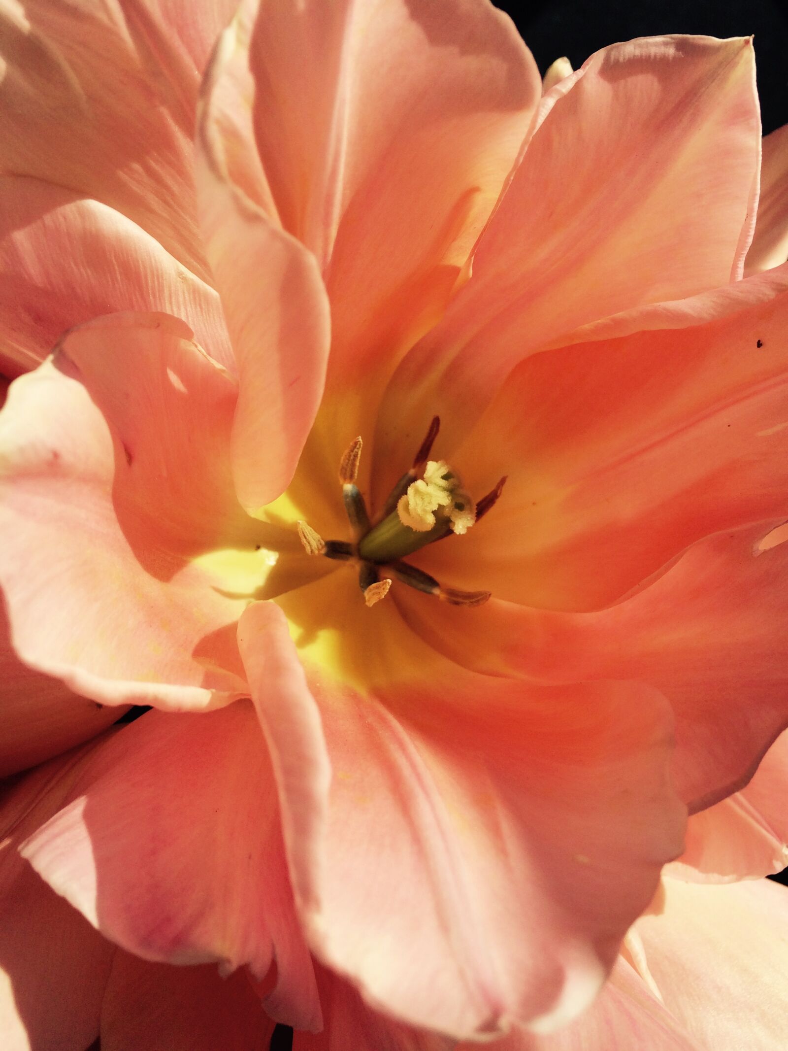 iPhone 5s back camera 4.15mm f/2.2 sample photo. Tulip, flower, petals photography