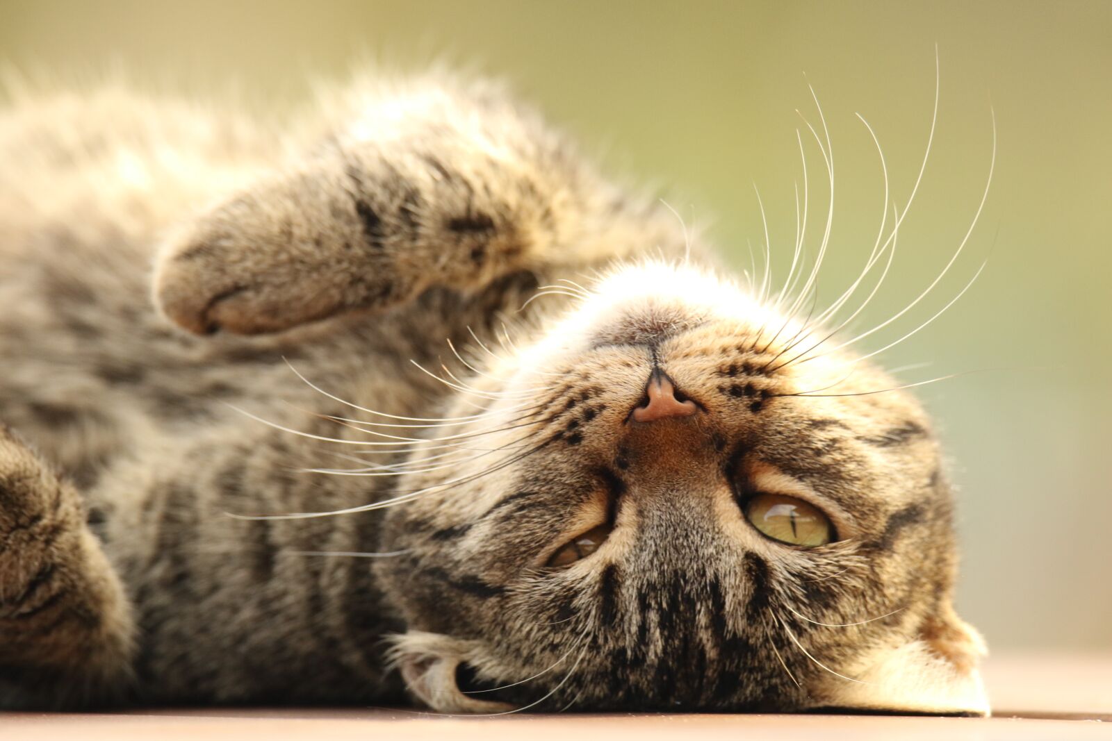 Canon EOS 7D Mark II sample photo. Animal, cat, portrait photography