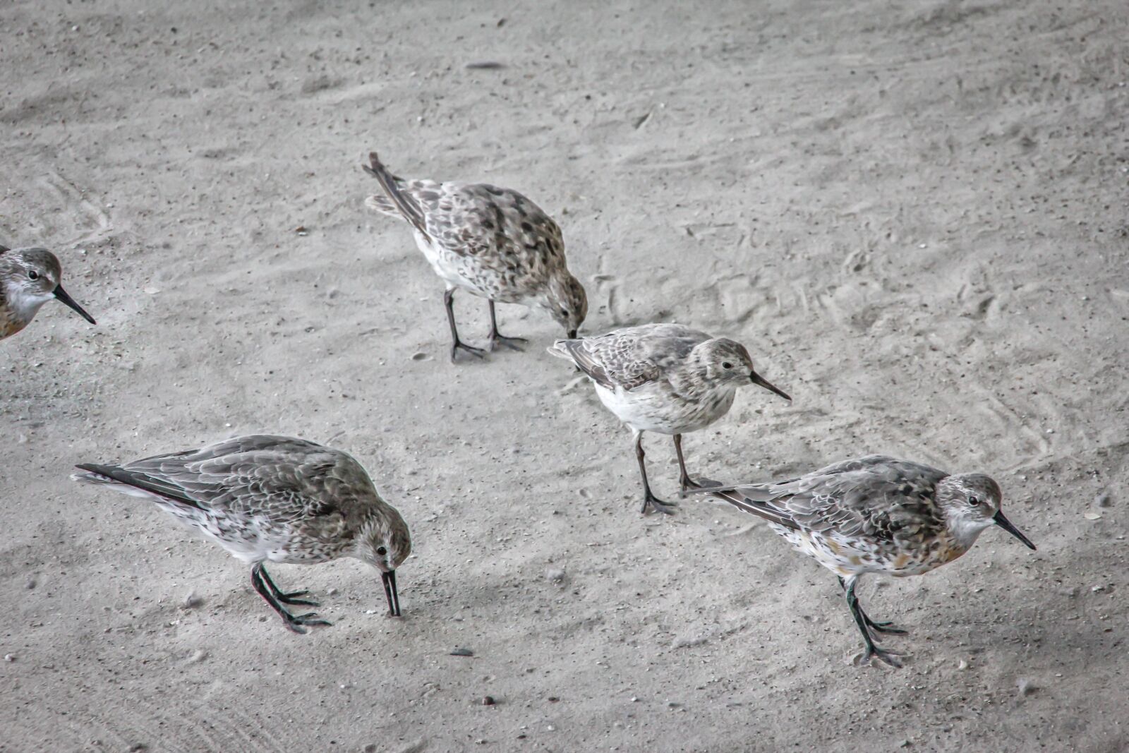 Canon EOS 550D (EOS Rebel T2i / EOS Kiss X4) sample photo. Sandpiper, birds, animal photography