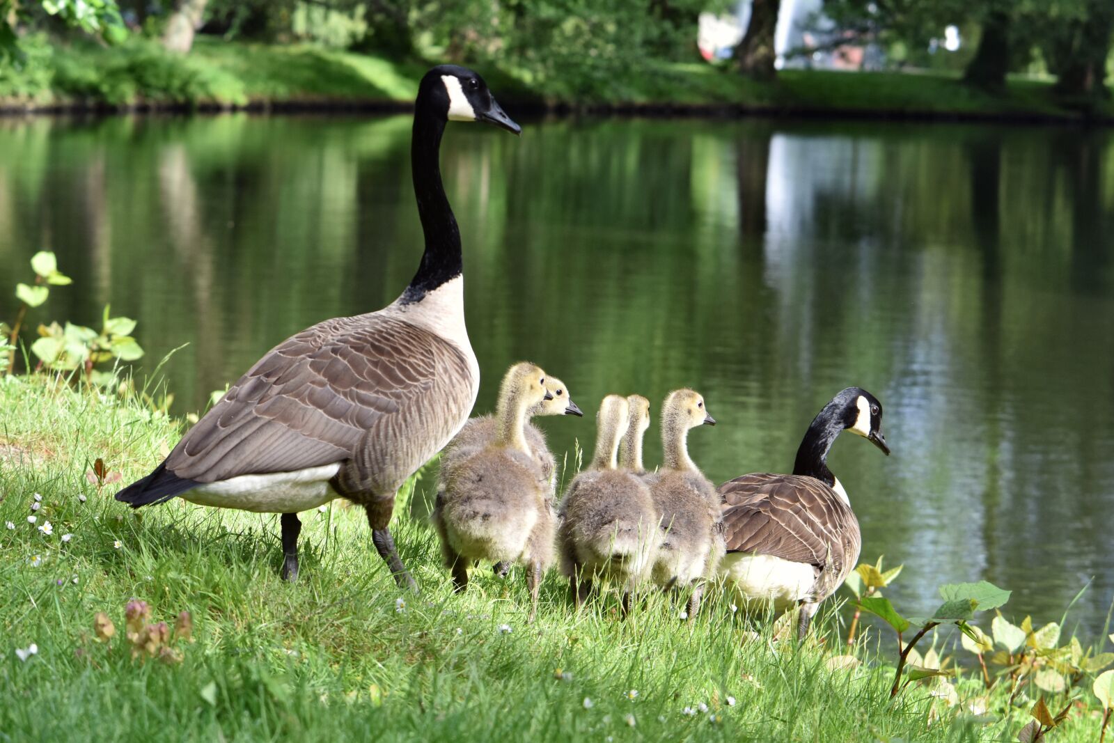 Nikon D5600 sample photo. Geese, goose family, goslings photography