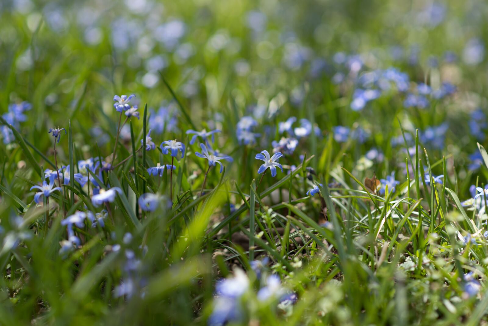 Nikon D750 sample photo. Blue, sherwood gardens, flowers photography