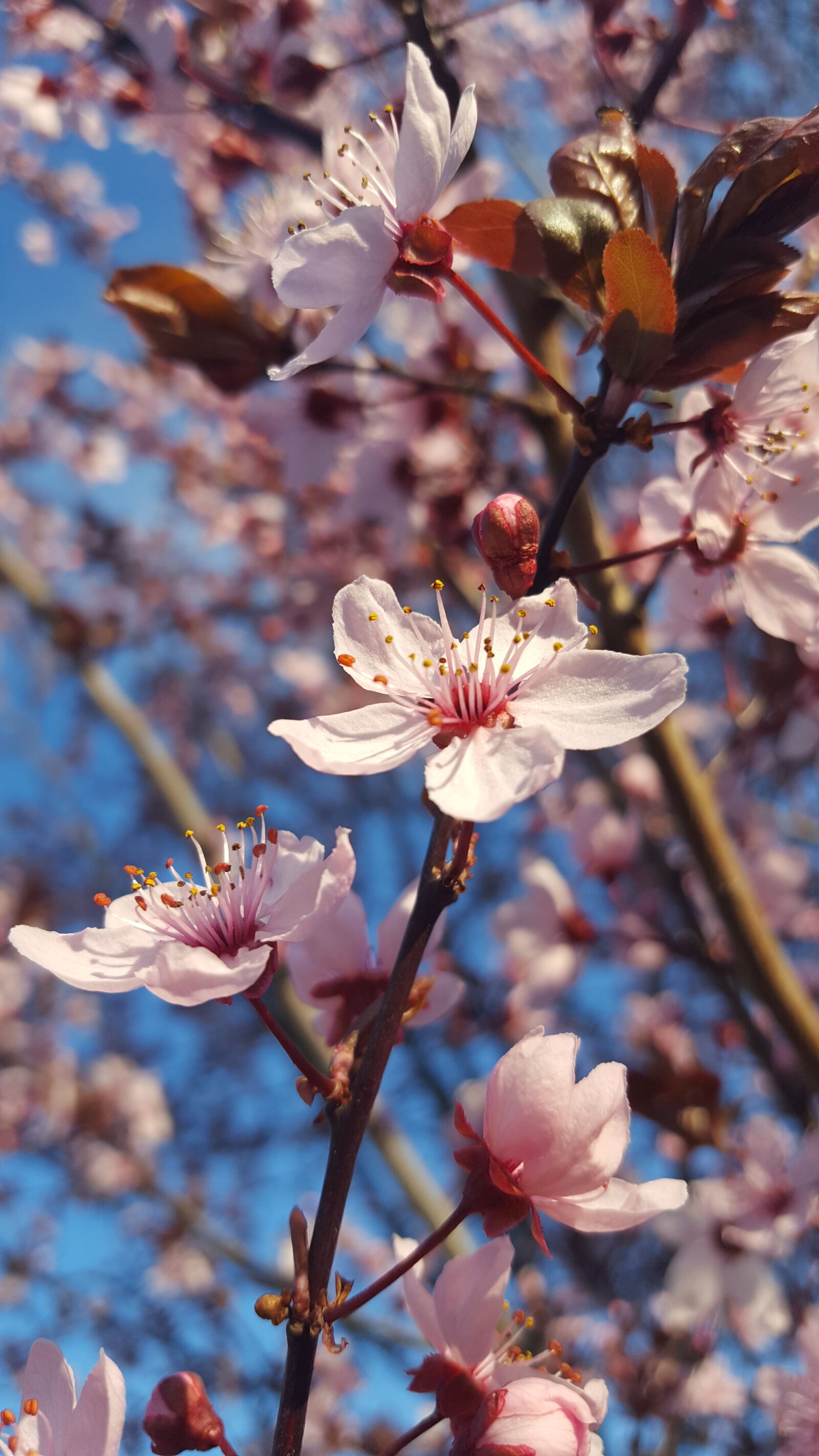 Samsung GALAXY S6 edge sample photo. Bl te, kirsche, fr photography