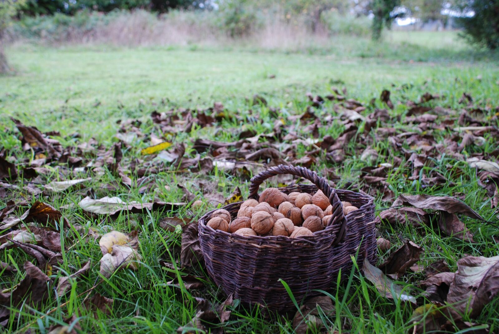 Nikon D80 sample photo. Nuts, nut, autumn photography