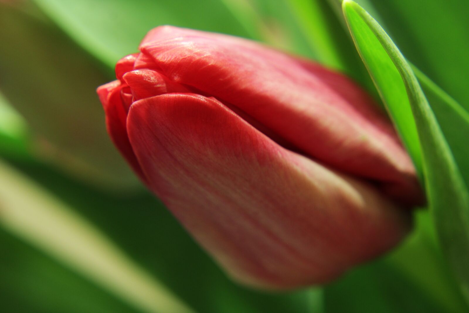 Canon EOS 2000D (EOS Rebel T7 / EOS Kiss X90 / EOS 1500D) sample photo. Tulips, spring, green flower photography