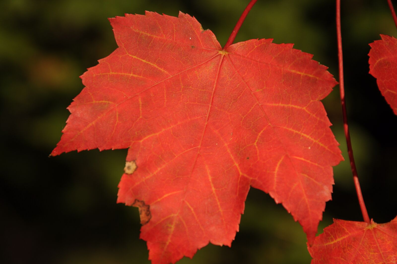 Nikon D90 sample photo. Fall, autumn, leaves photography