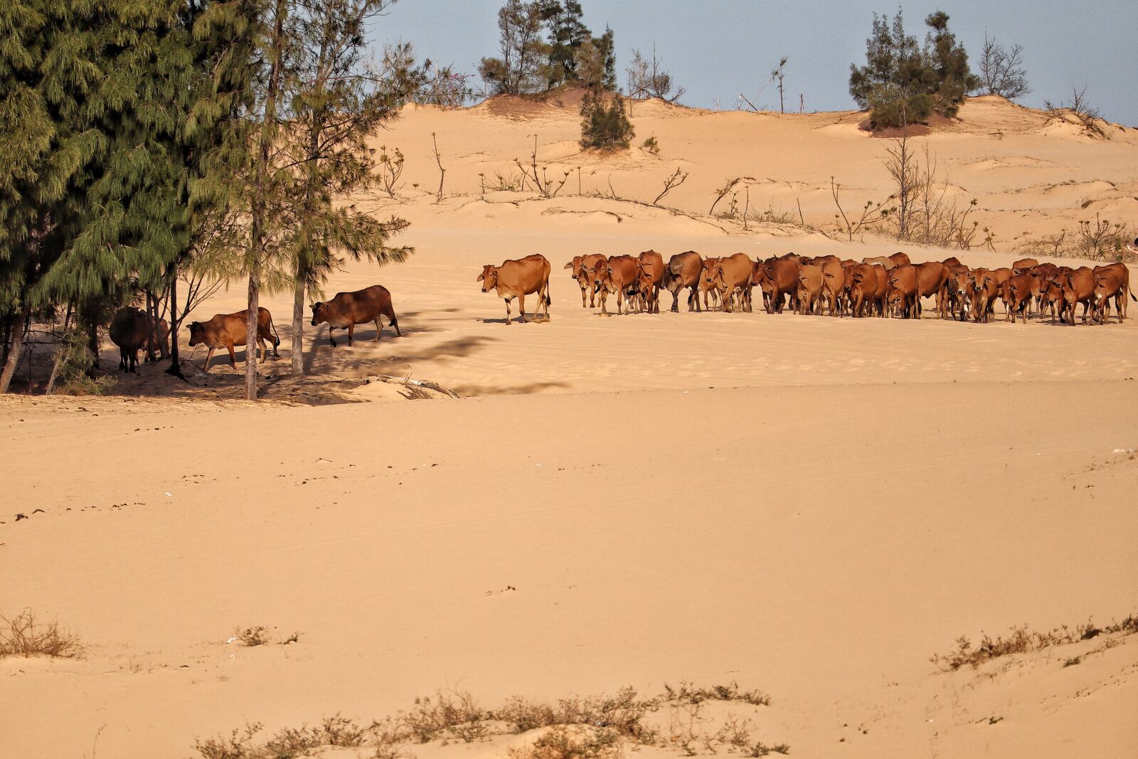 Canon EOS M50 (EOS Kiss M) sample photo. Vietnam, cattle, agriculture photography