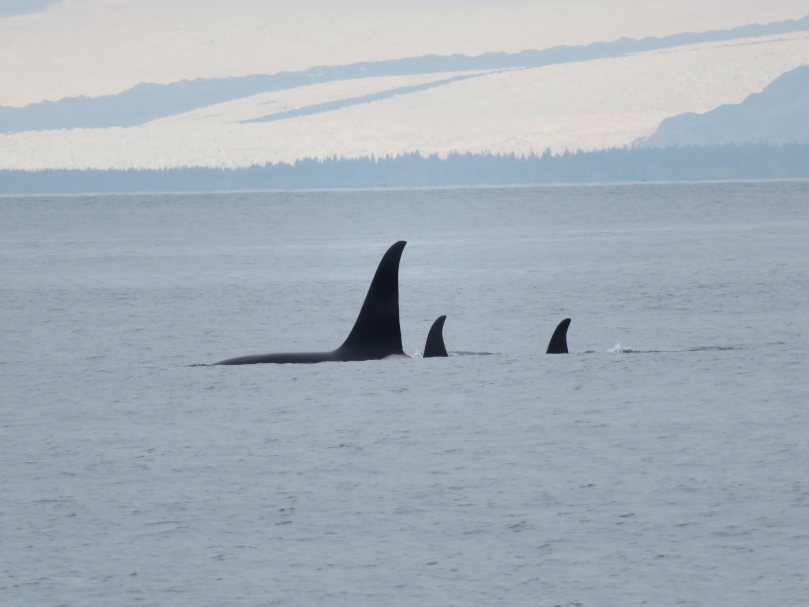 Canon PowerShot SX730 HS sample photo. Alaska, killer whale, orca photography