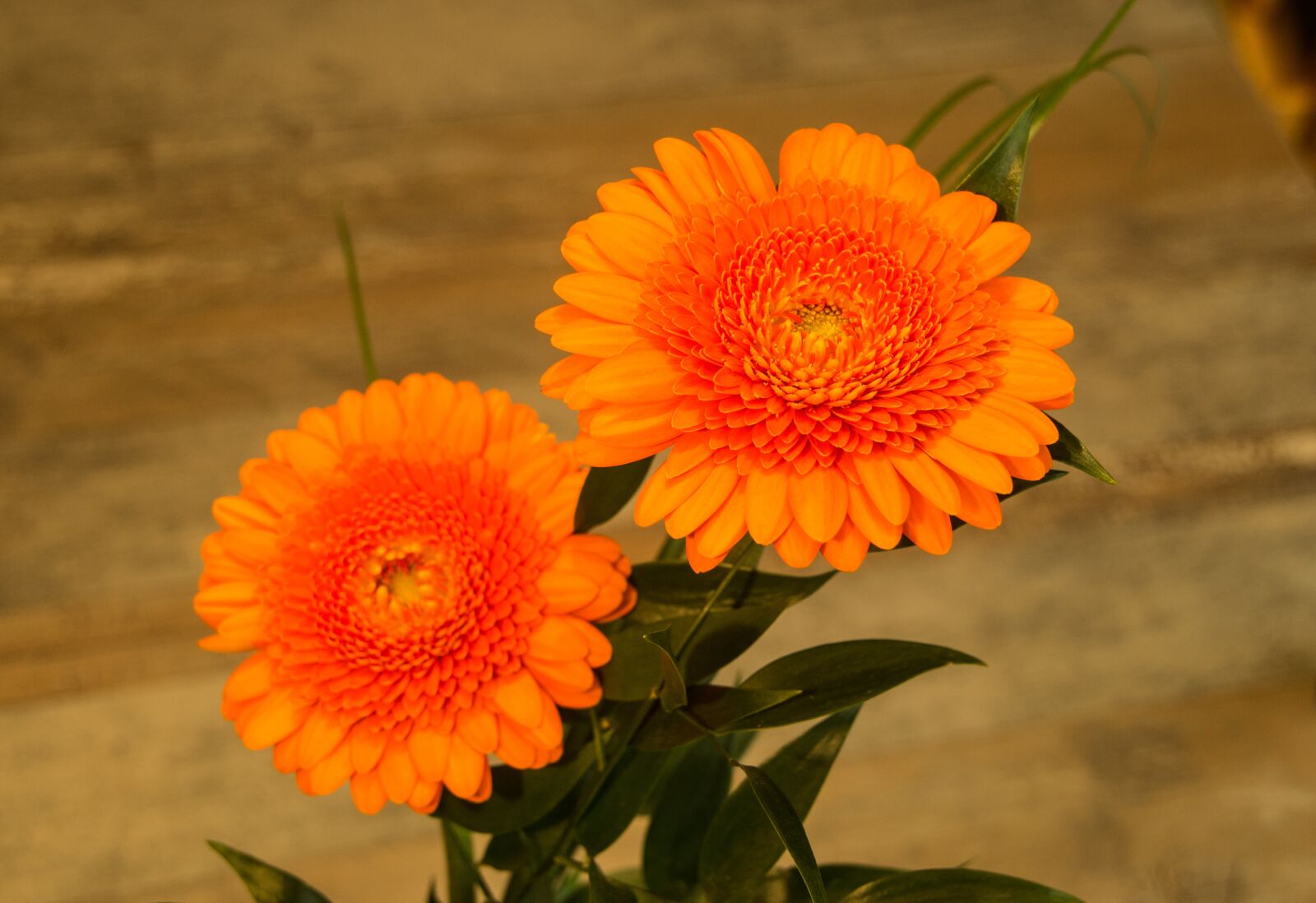 Sony SLT-A57 sample photo. Nature, flower, plant photography