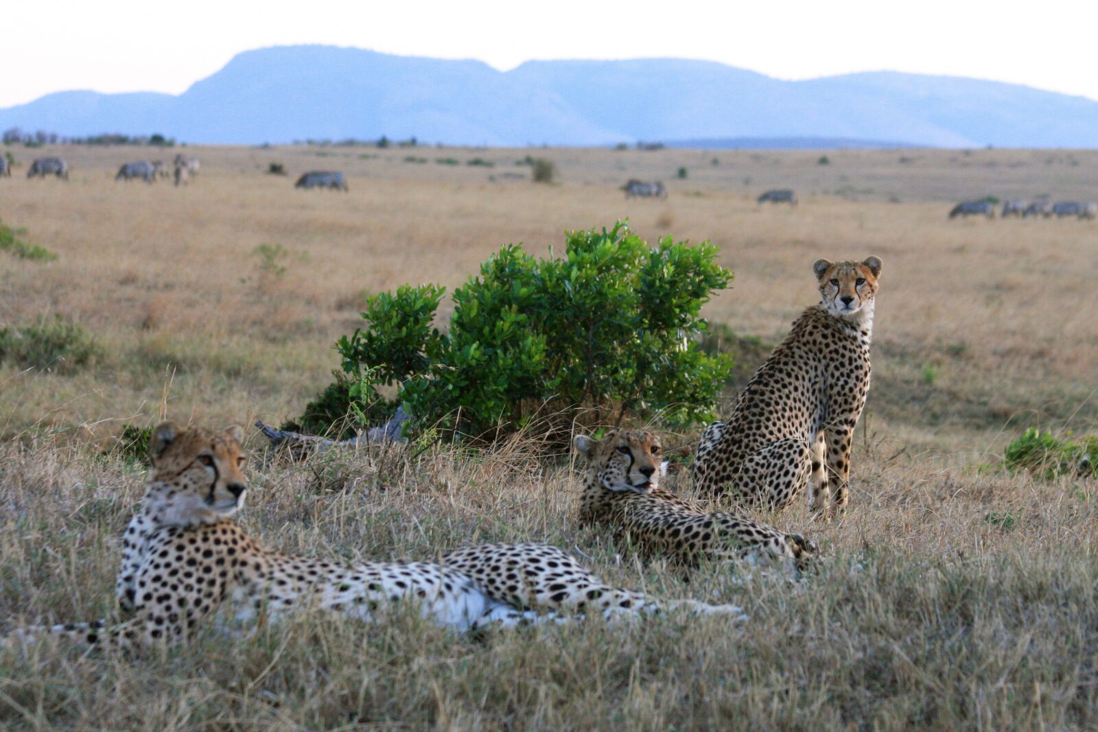 Canon EOS 40D sample photo. Trio, cats, animal photography