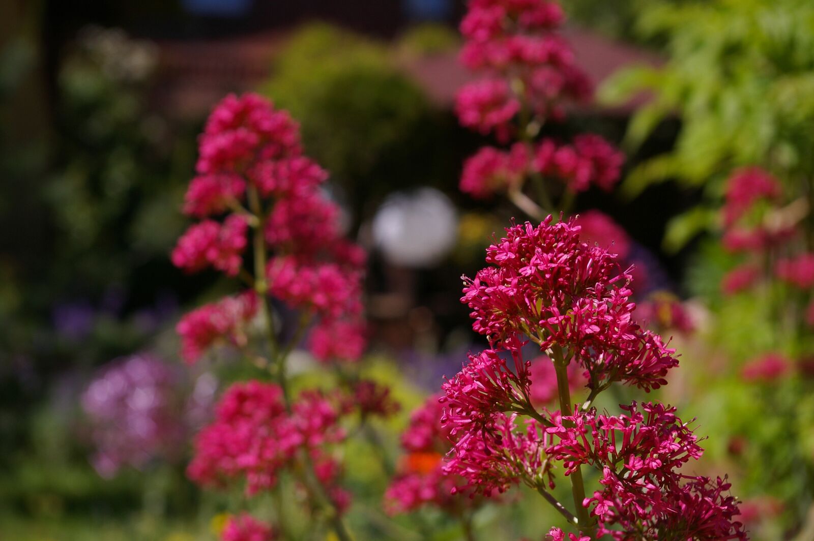 Pentax *ist DL2 sample photo. Spur flower, red spur photography