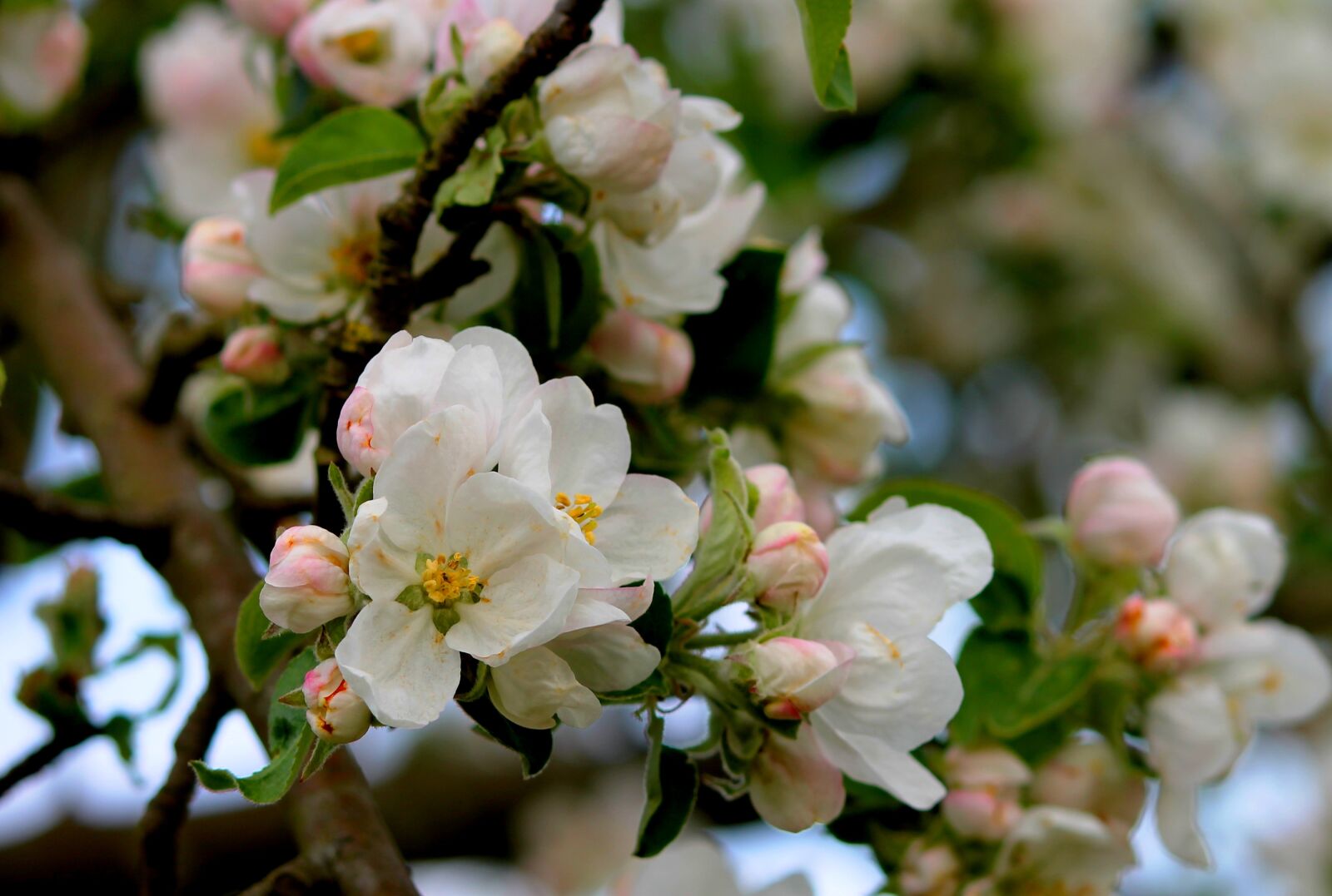 Canon EOS 1100D (EOS Rebel T3 / EOS Kiss X50) sample photo. Apple blossom, apple tree photography