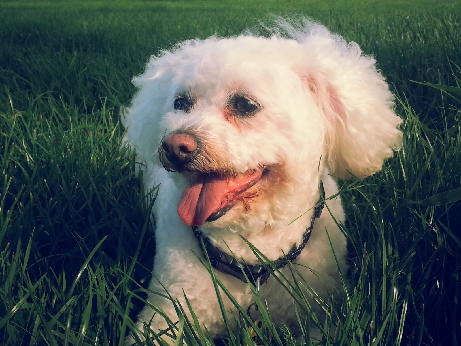 Samsung Galaxy S3 sample photo. Dog, grass, green, white photography