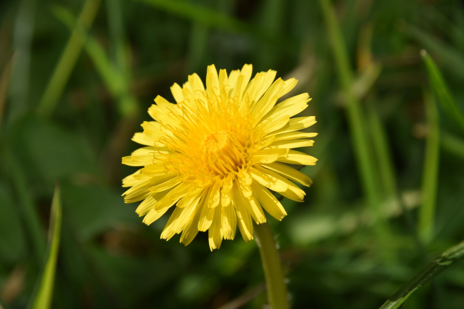 Nikon D5600 sample photo. Flower, dandelion, yellow flower photography