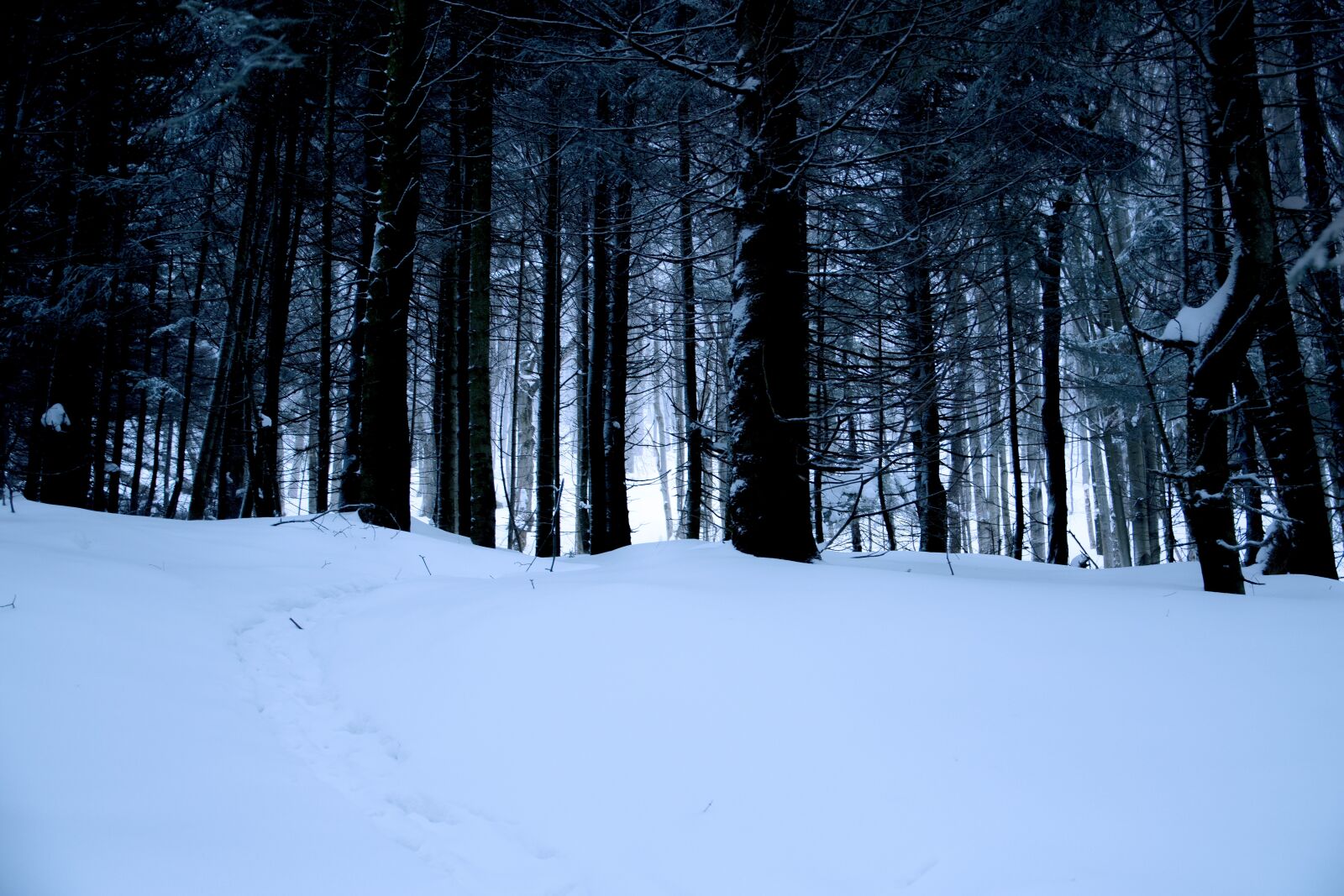 Nikon D7200 sample photo. Forest, snow, trees photography