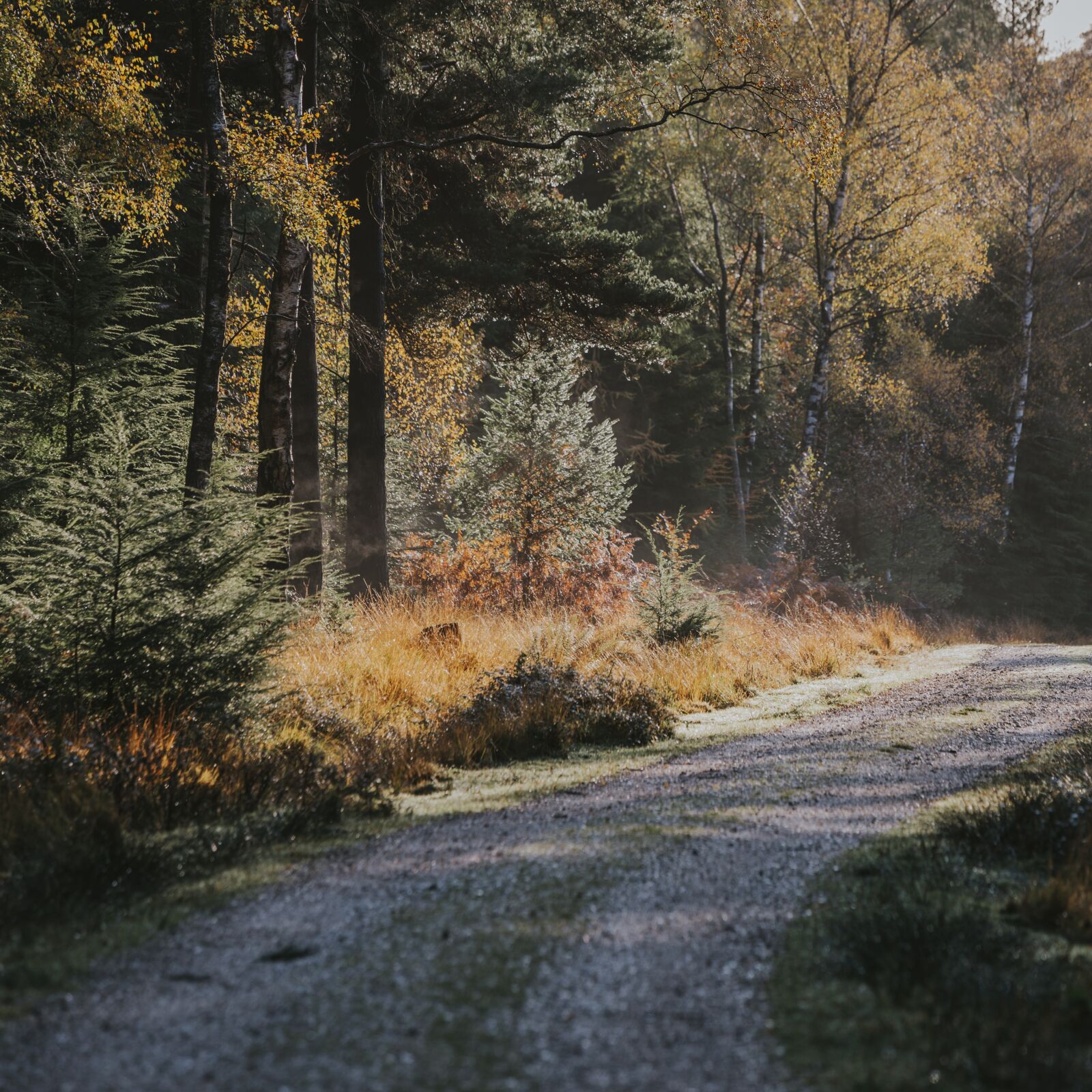 Nikon D800 sample photo. Gravel, path, road photography