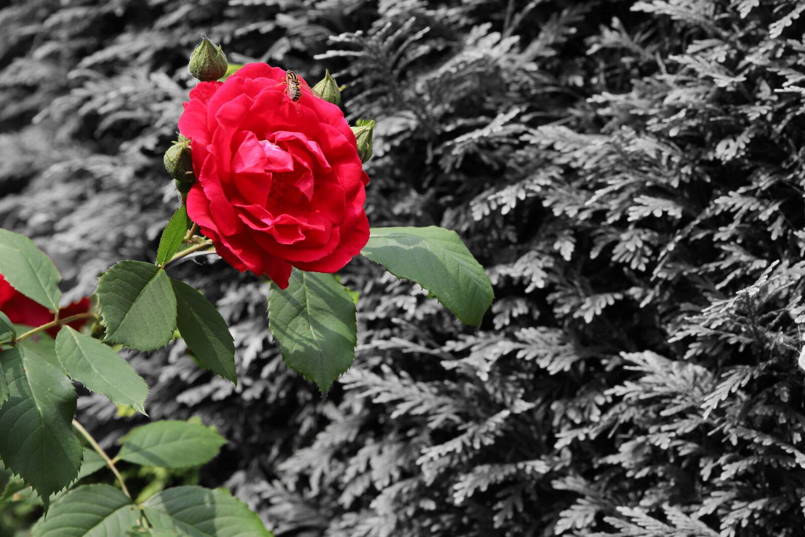 Canon EOS 6D Mark II sample photo. Red rose, roses, red photography