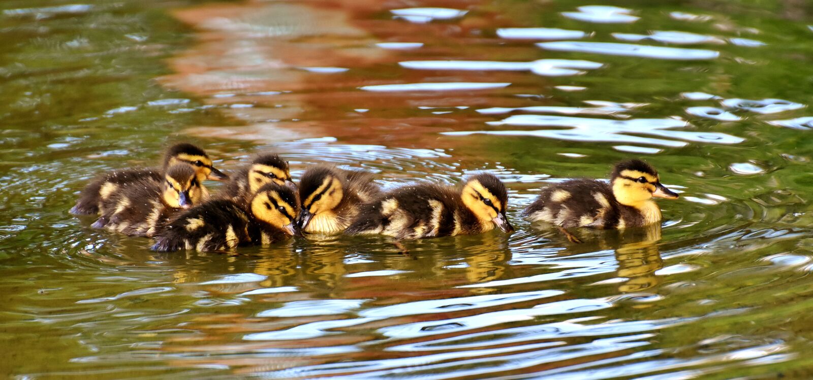 Nikon D7200 sample photo. Mallard, chicks, baby photography