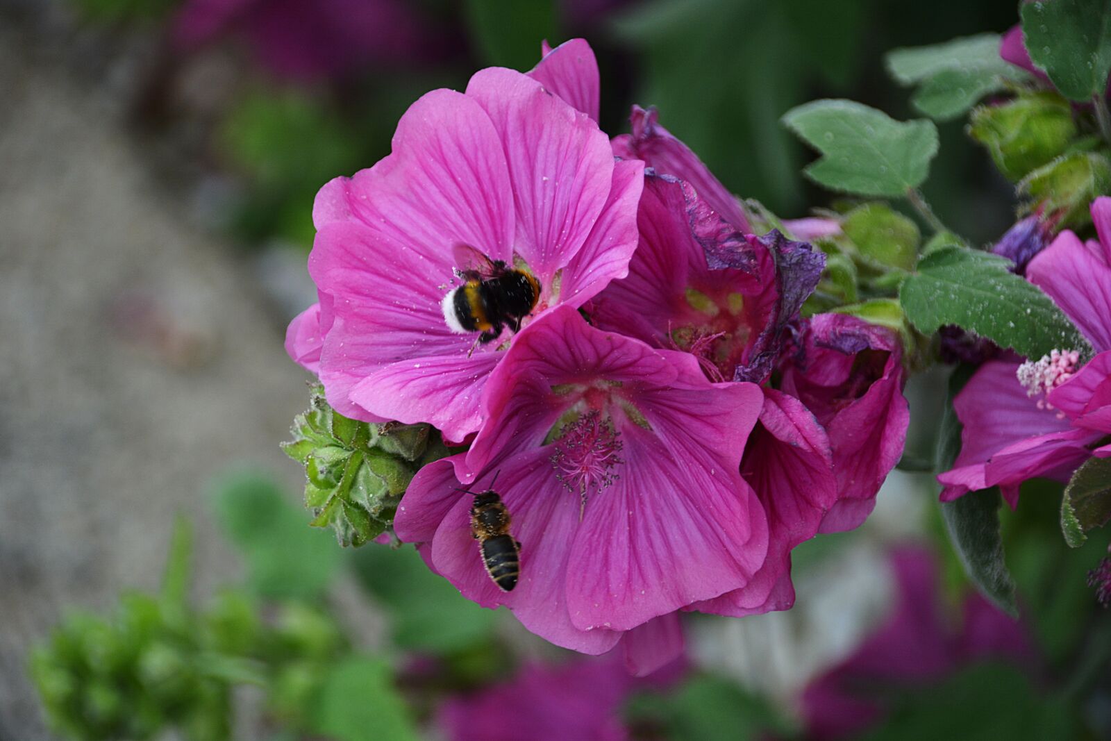Nikon D5200 sample photo. Bourdon, flower, nature photography