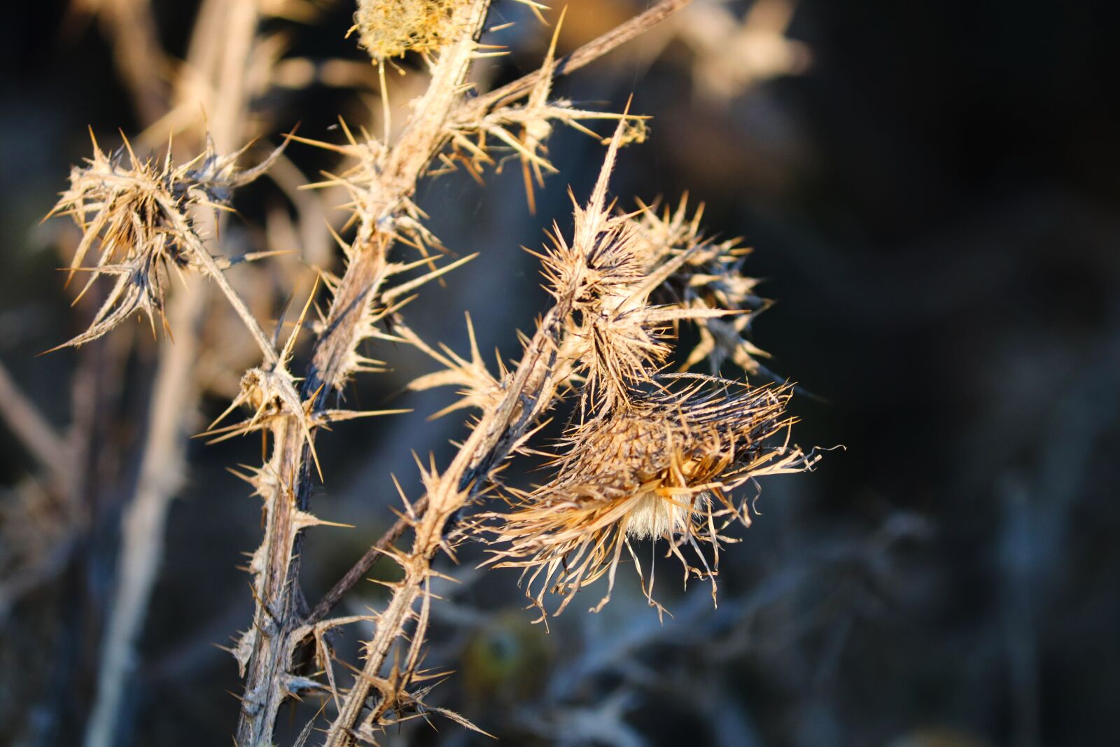 Canon EOS 200D (EOS Rebel SL2 / EOS Kiss X9) sample photo. Winter, herb, faded photography