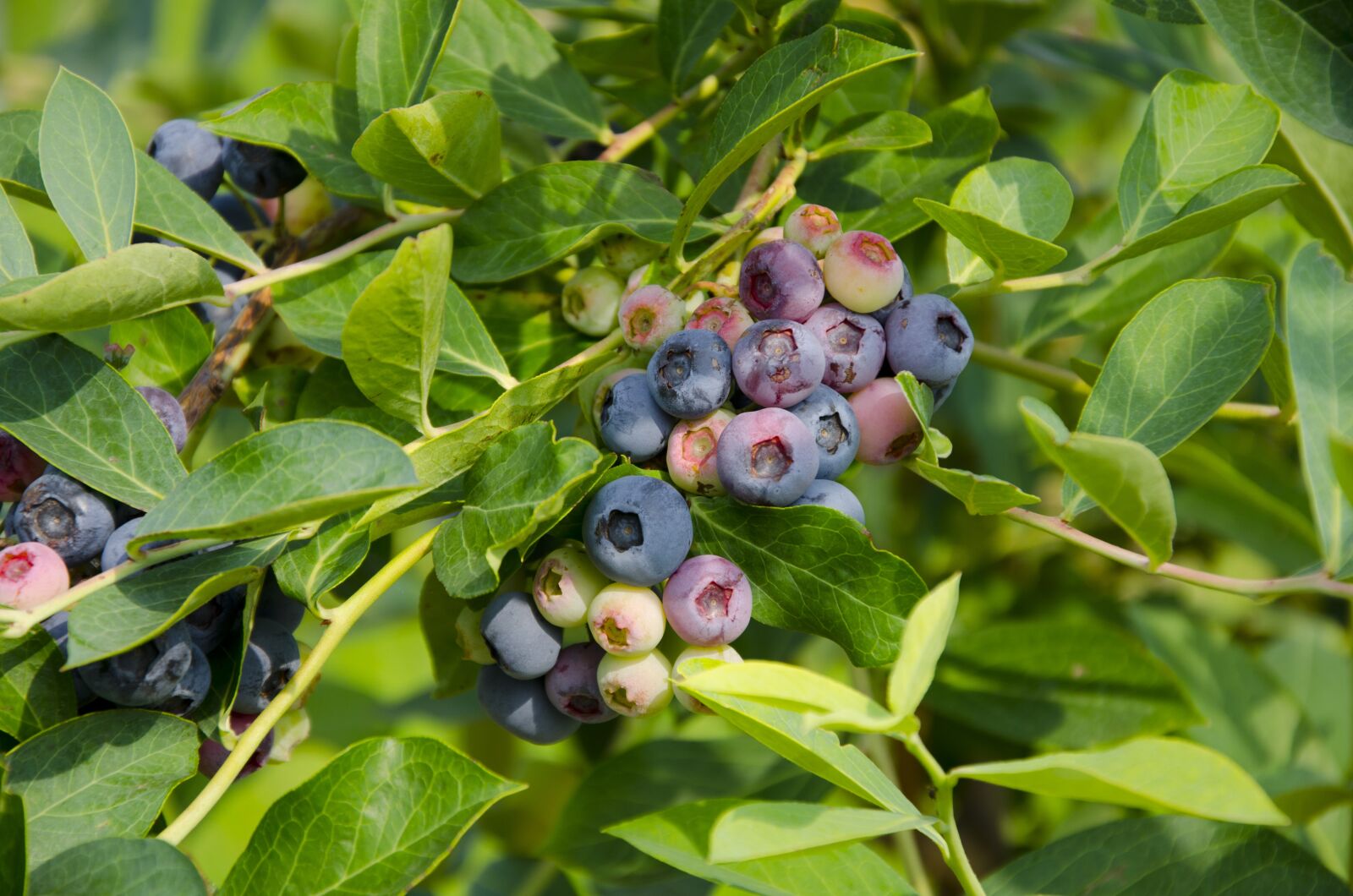 Nikon D7000 sample photo. Blueberry, fruit, summer photography