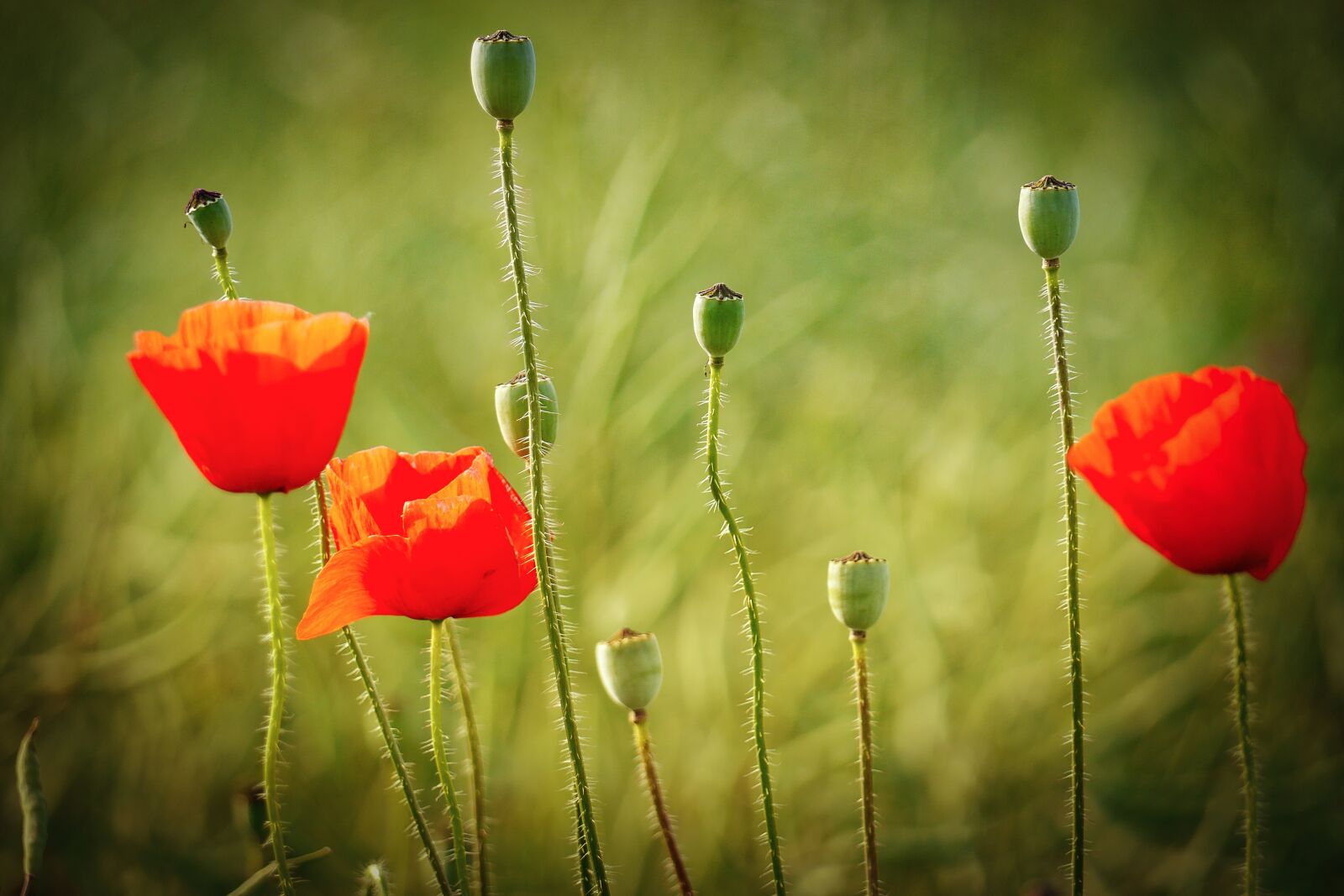 Panasonic Lumix DMC-G5 sample photo. Flower, nature, poppy photography