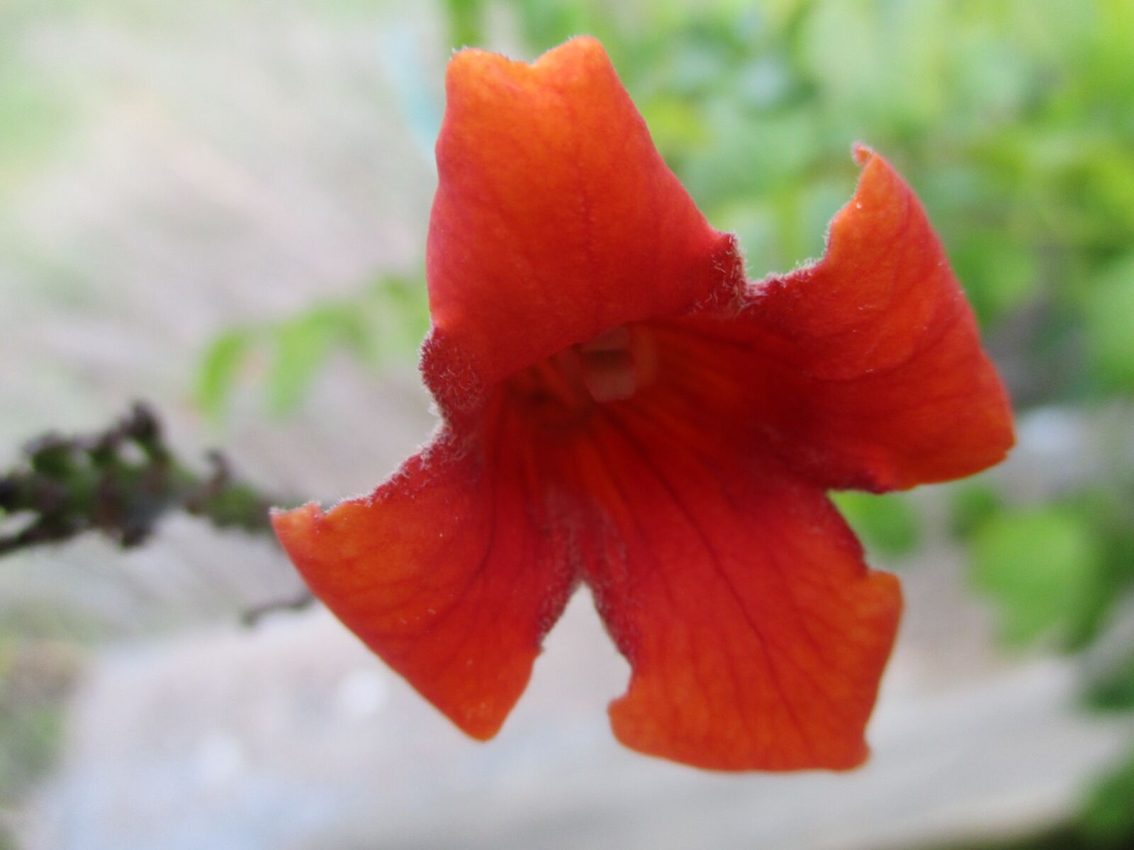 Canon PowerShot ELPH 180 (IXUS 175 / IXY 180) sample photo. Orange, trumpet vine, garden photography