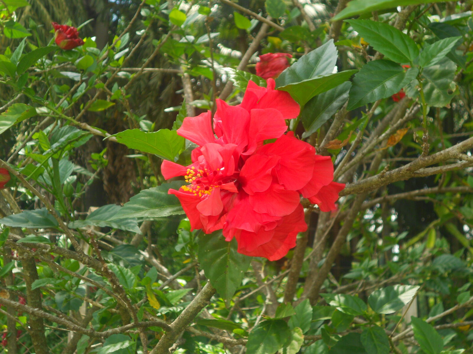 Nikon COOLPIX S2600 sample photo