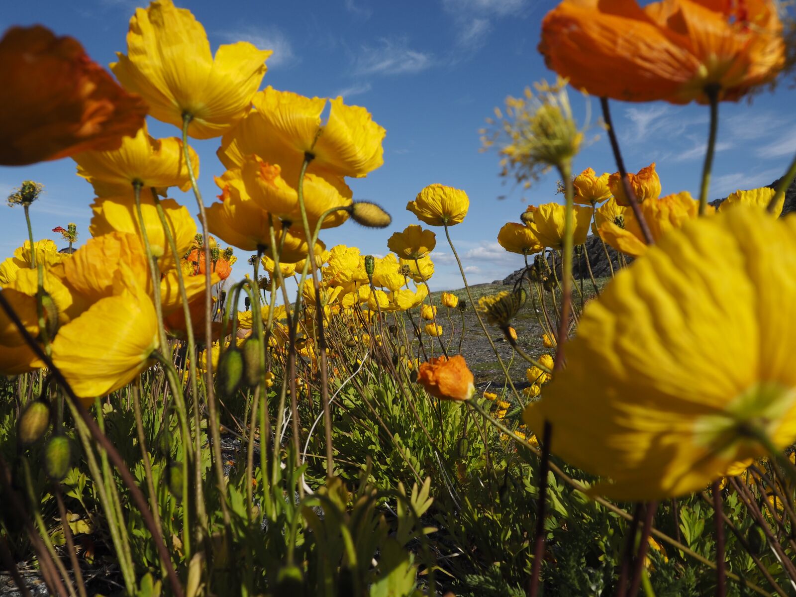 Olympus OM-D E-M10 + OLYMPUS M.12-50mm F3.5-6.3 sample photo. Poppies, yellow, flowers photography