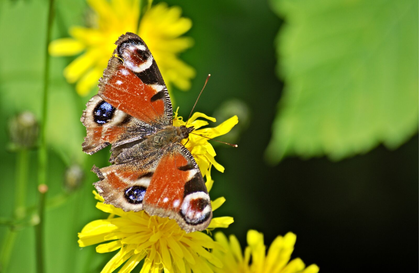 55.0-200.0mm f/4.0-f/5.6 sample photo. Peacock butterfly, butterfly, insect photography