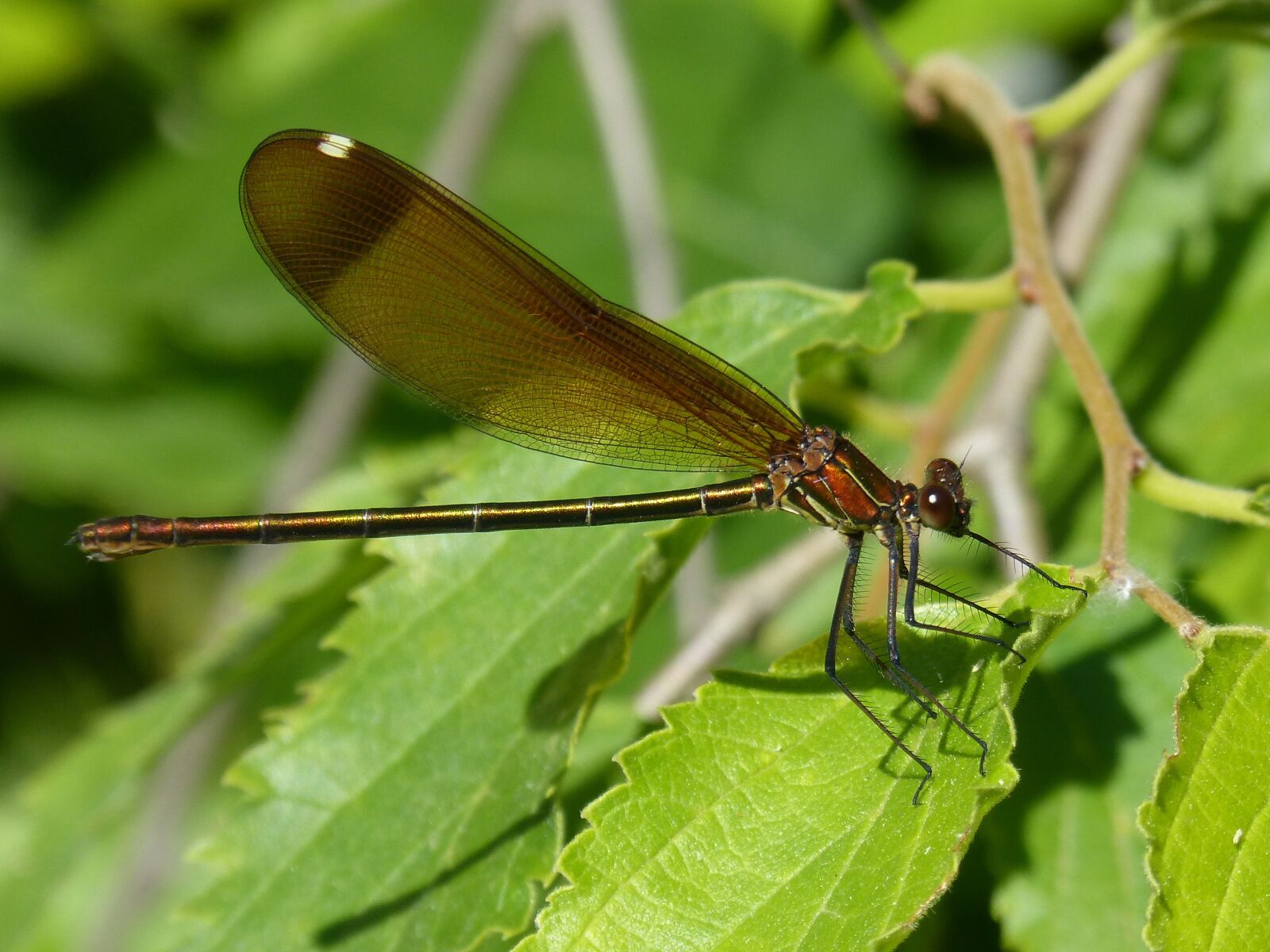 Panasonic DMC-FZ62 sample photo. Libella, black dragonfly, calopteryx photography