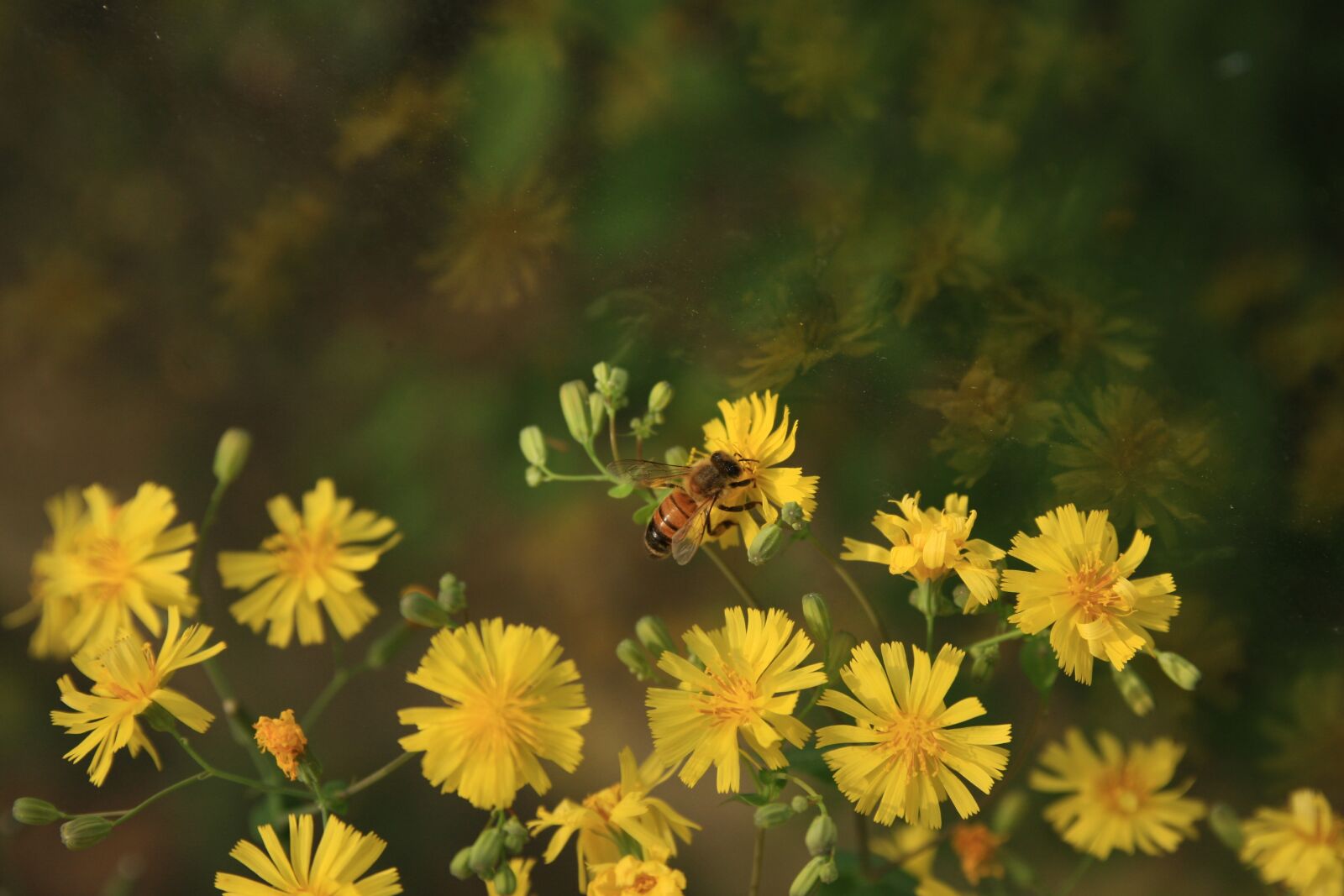 Canon EOS 40D sample photo. Flowers and bees, and photography