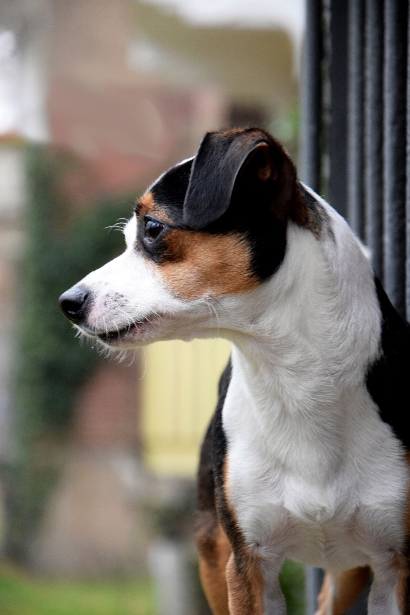 Nikon D3300 sample photo. Dog, railing, jack russel photography