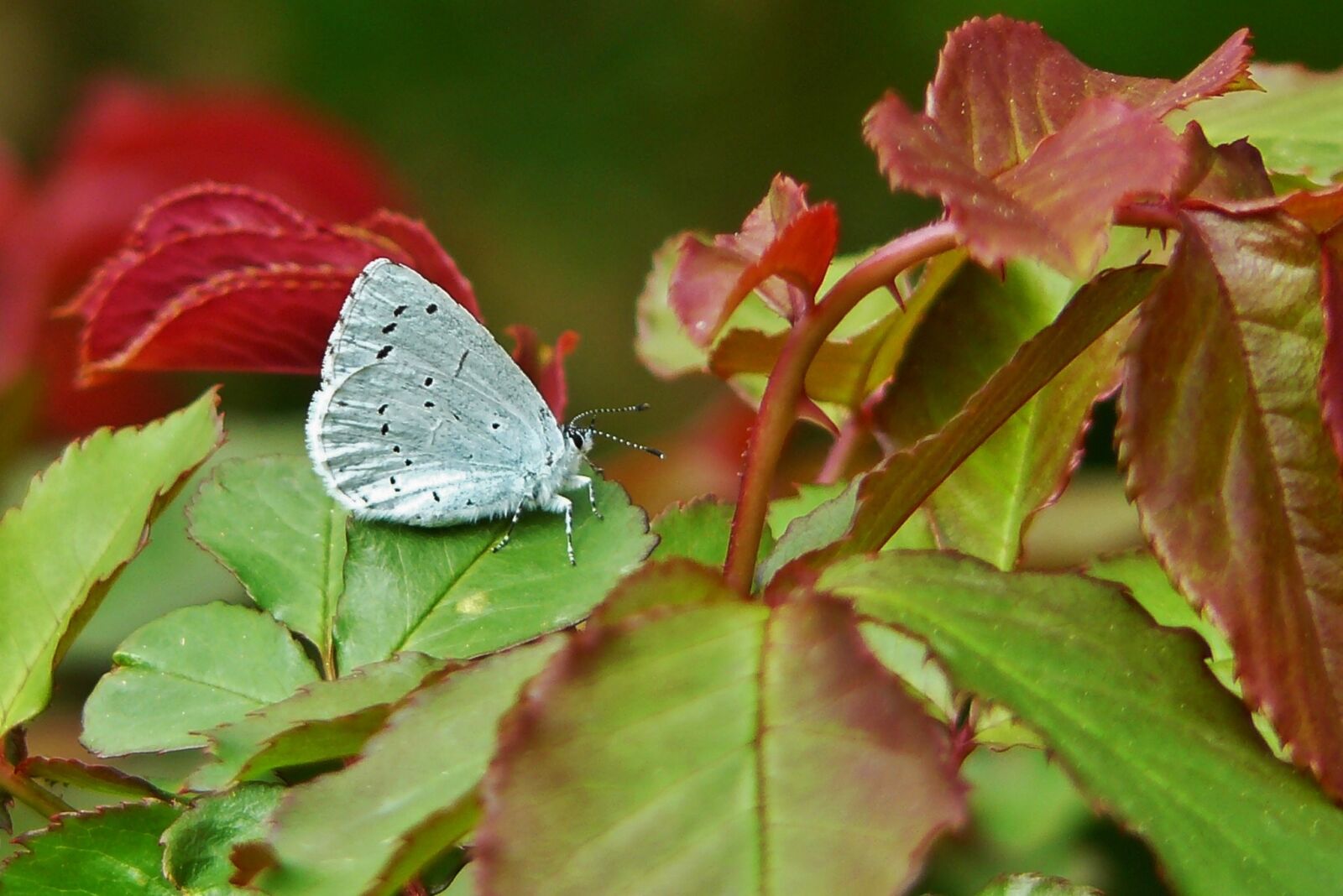 Panasonic DMC-FZ8 sample photo. Common blue, butterflies, common photography