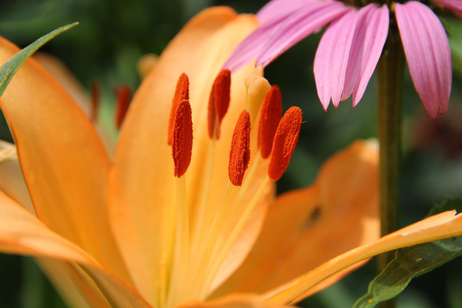 Canon EOS 650D (EOS Rebel T4i / EOS Kiss X6i) sample photo. Lily, flower, salmon photography