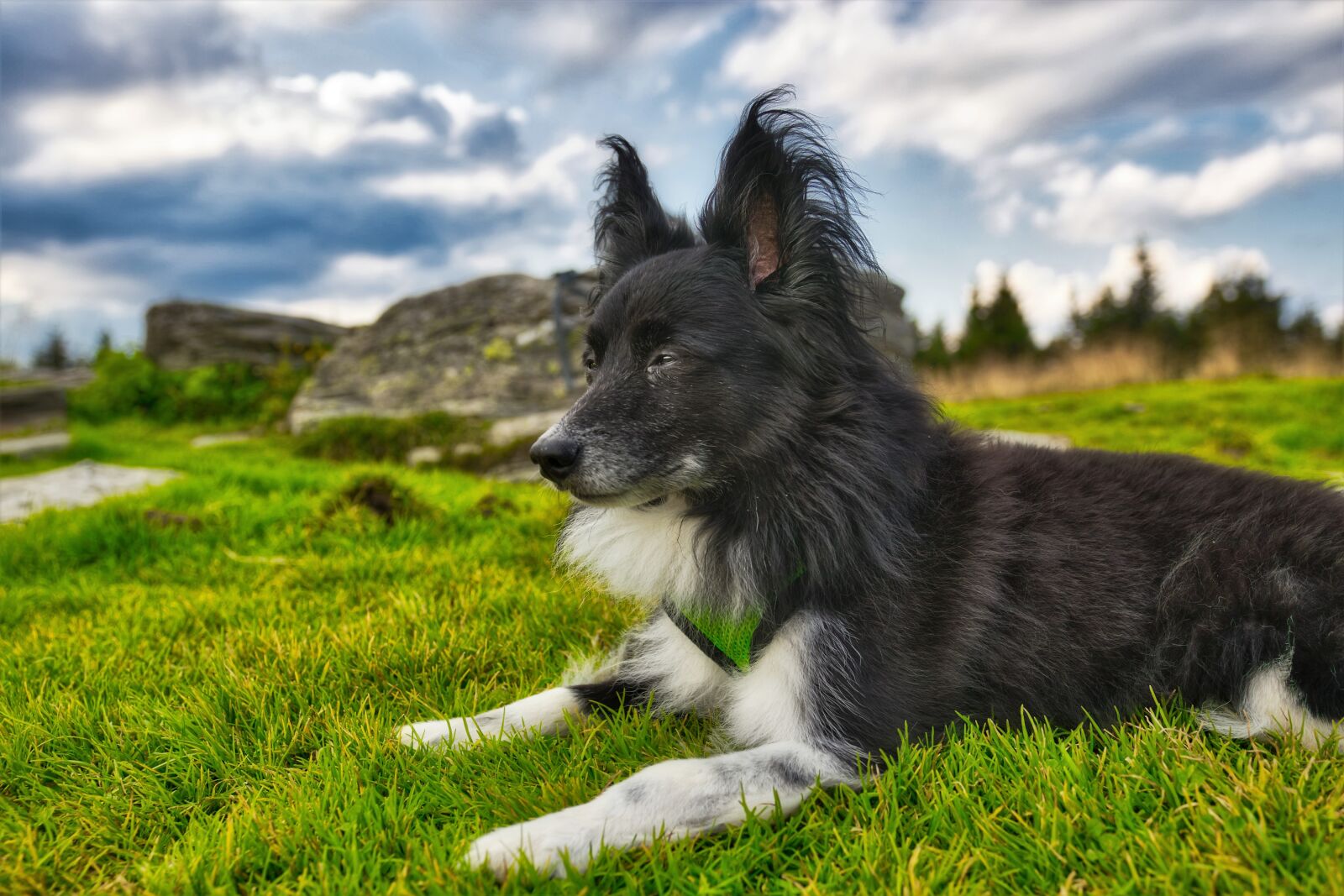 Canon 18-35mm F1.8 DC HSM | Art 013 sample photo. Dog, meadow, rock photography