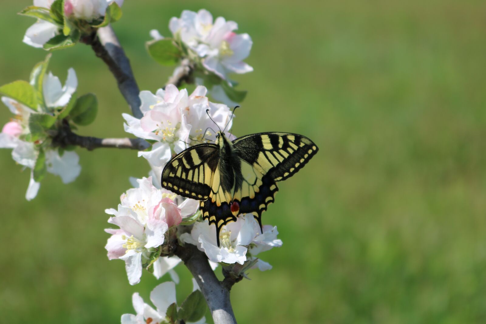 Canon EOS 750D (EOS Rebel T6i / EOS Kiss X8i) sample photo. Flower, nature, insect photography