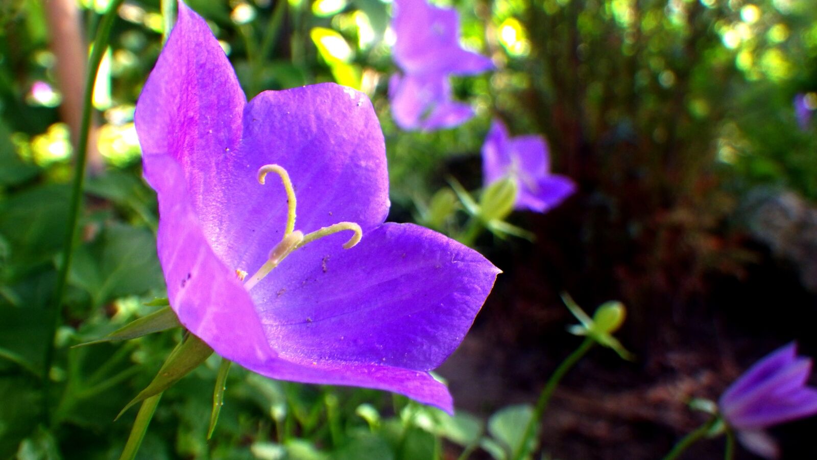 Pentax Optio WG-2 sample photo. Purple flower, floral, purple photography