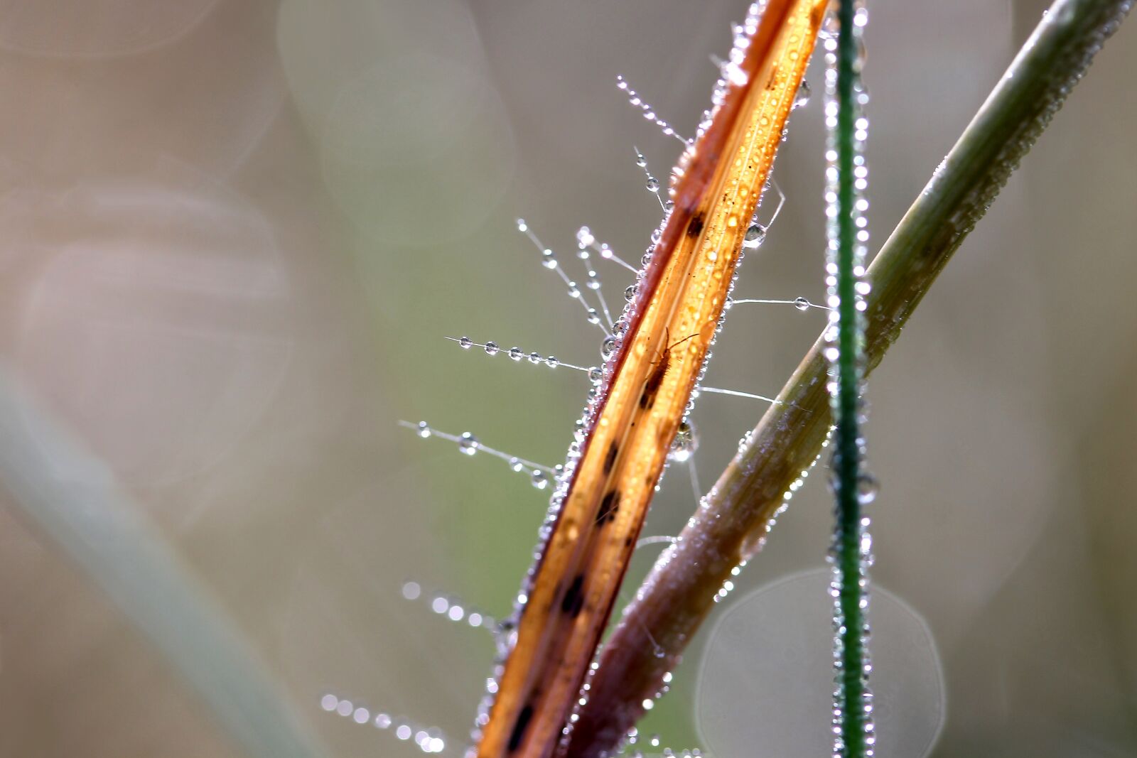Canon EF-S 60mm F2.8 Macro USM sample photo. Water droplets, drop, dew-drop photography