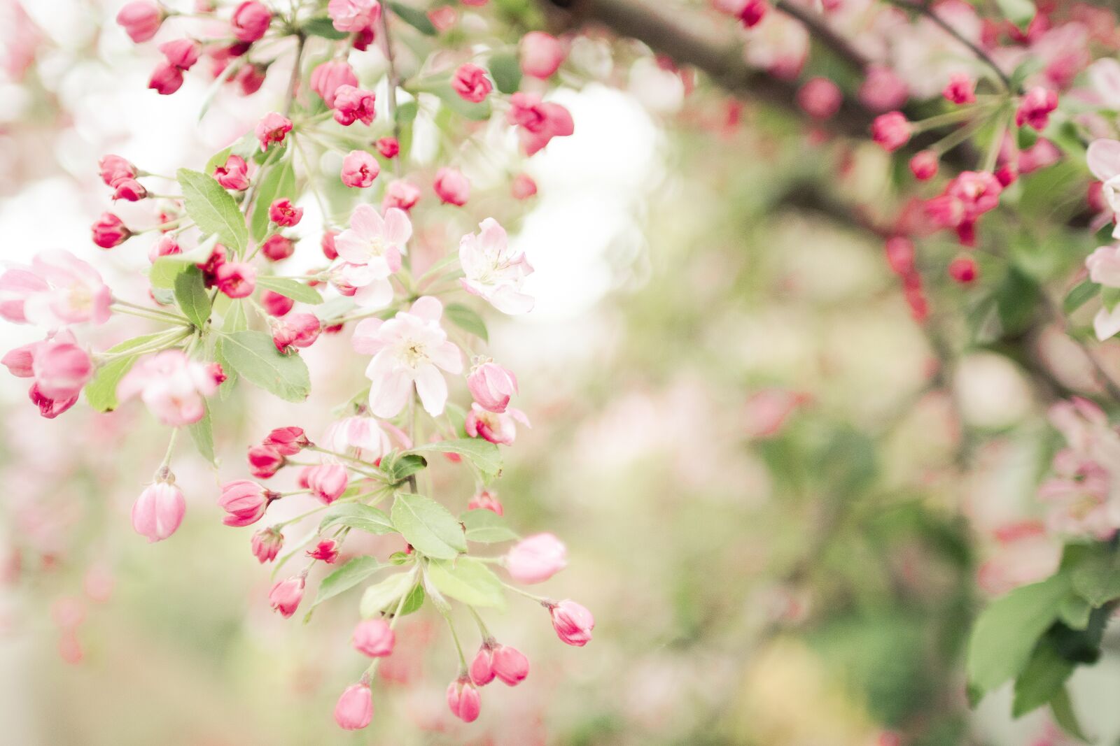 Nikon D5200 sample photo. The japanese tree, flowers photography