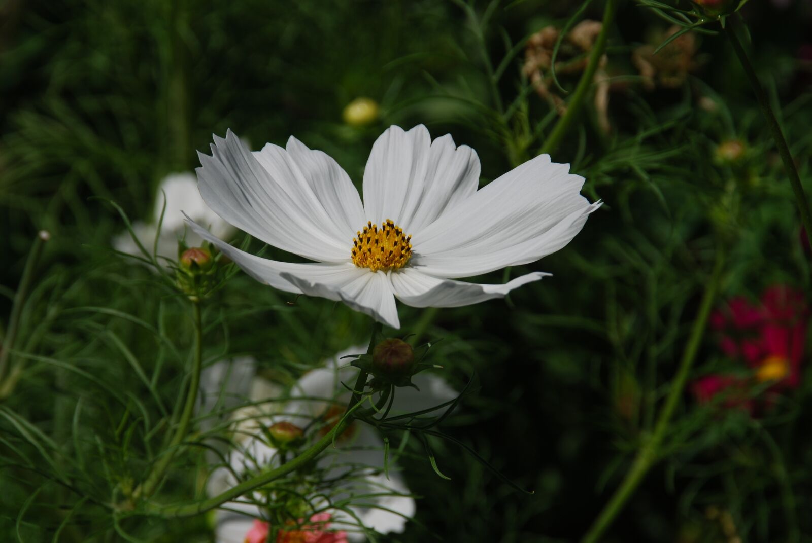 Nikon D80 sample photo. Flower, white, cosmos photography