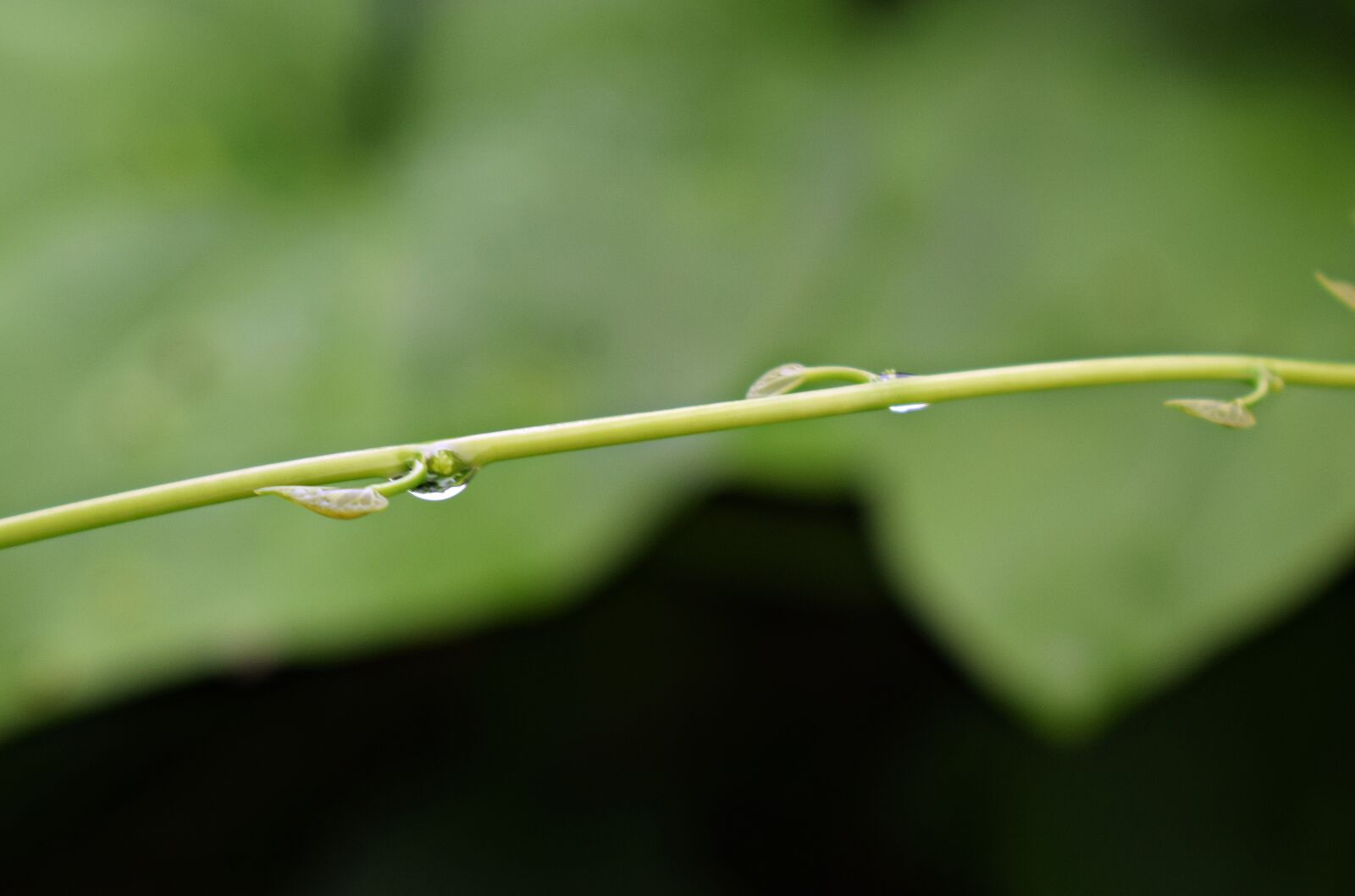 Nikon D3300 sample photo. Droplets, rain, water photography
