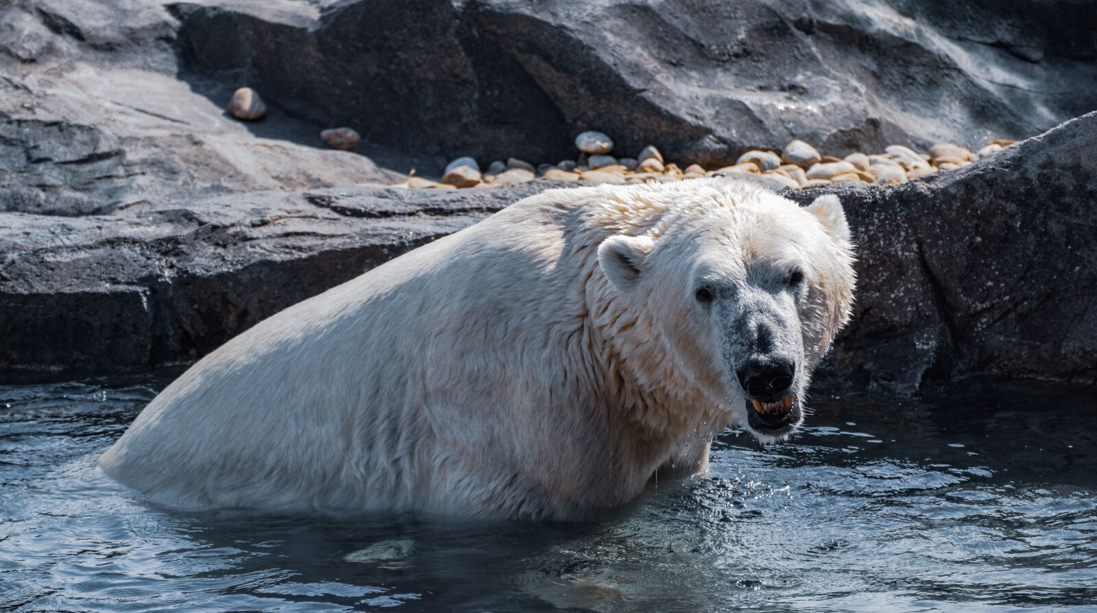 Nikon D5300 sample photo. Polar, bear, animals photography