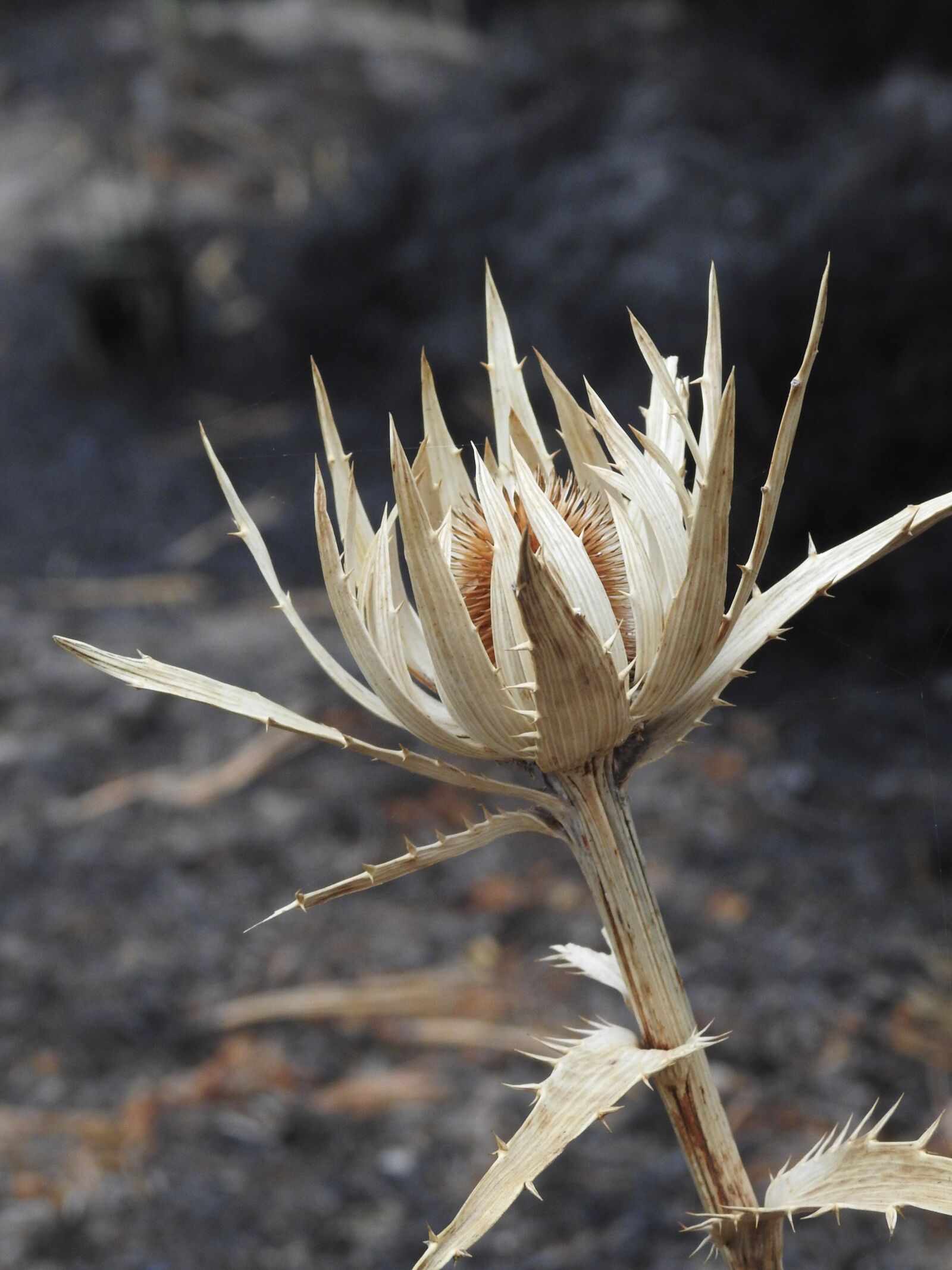 Nikon Coolpix P900 sample photo. Rosa, volcano, eryngium photography