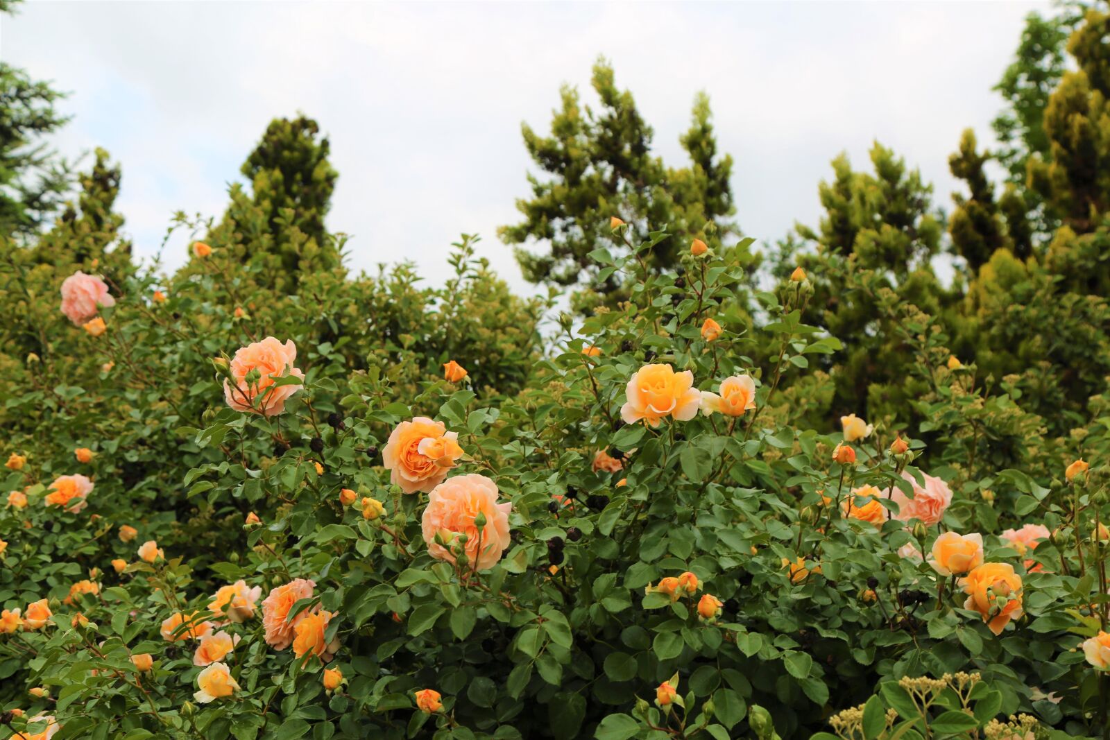 Canon EF 24-105mm F4L IS USM sample photo. Rose, the rose garden photography
