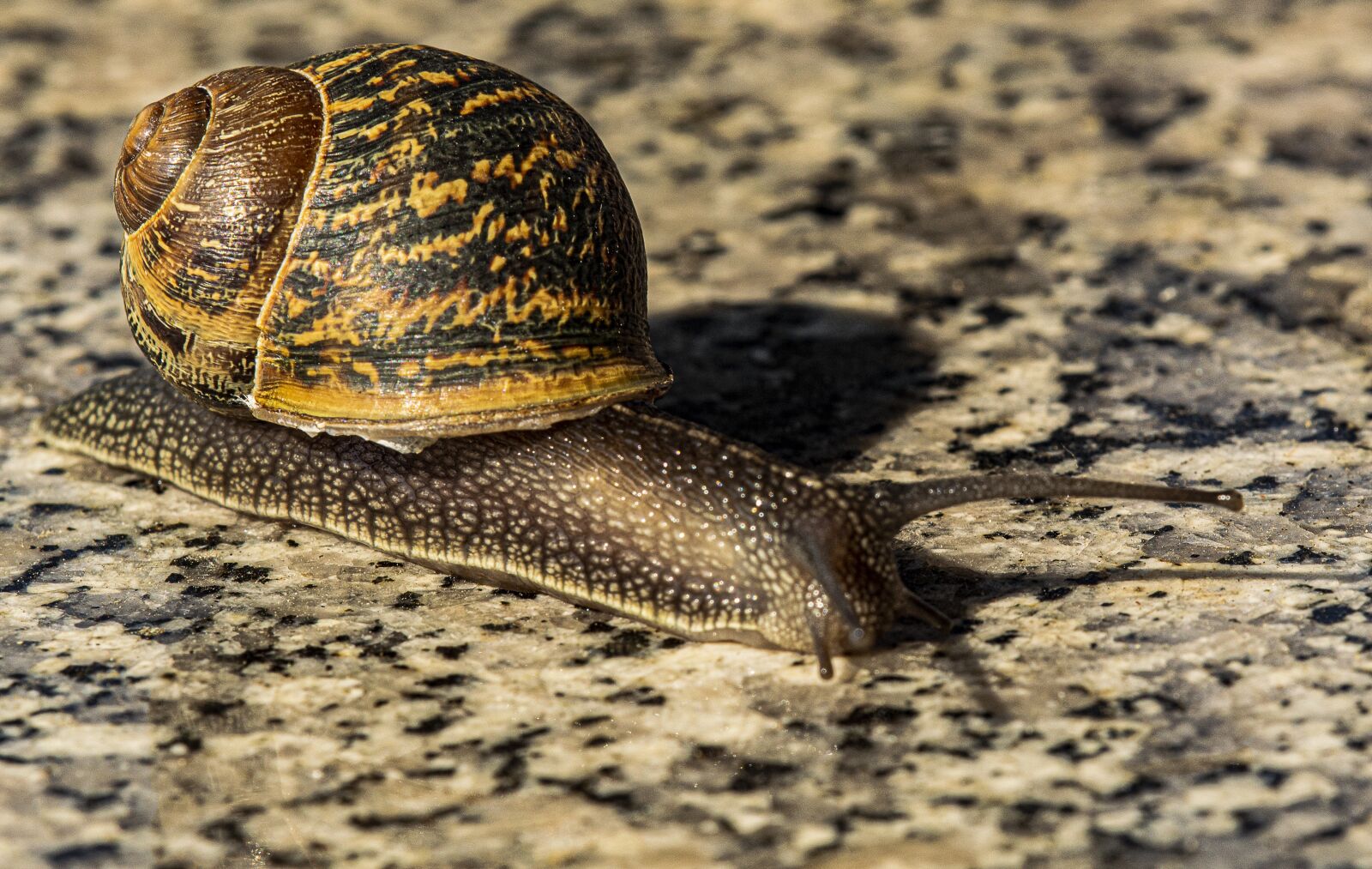 TAMRON SP 180mm F3.5 Di MACRO 1:1 B01N sample photo. Snail, macro, animal photography