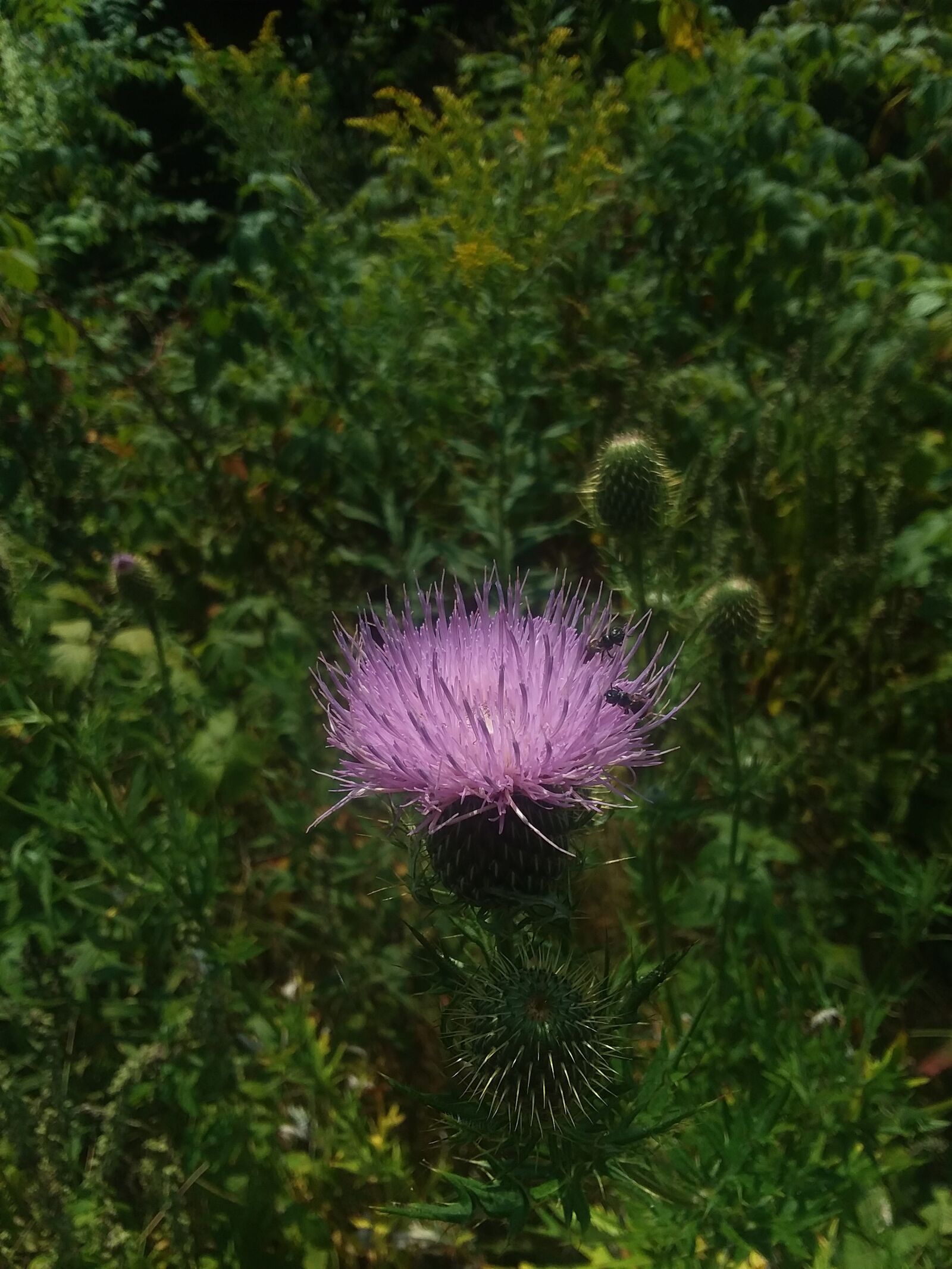 Samsung Galaxy J7 Pop sample photo. Thistle, flower, nature photography