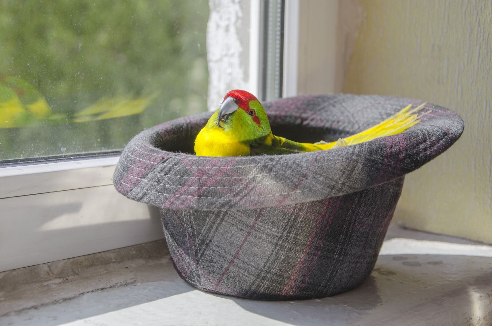 Nikon D5100 sample photo. Parrot, bird, bright photography