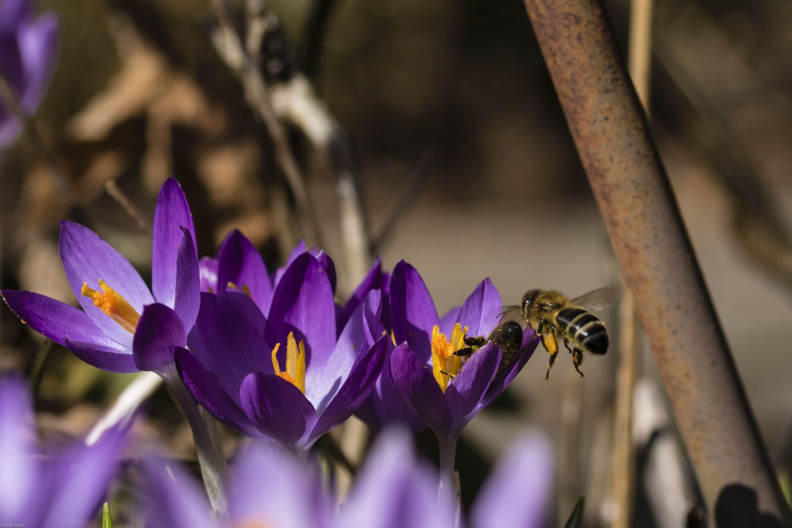 Canon EOS 7D Mark II sample photo. Crocus, bee, insect photography