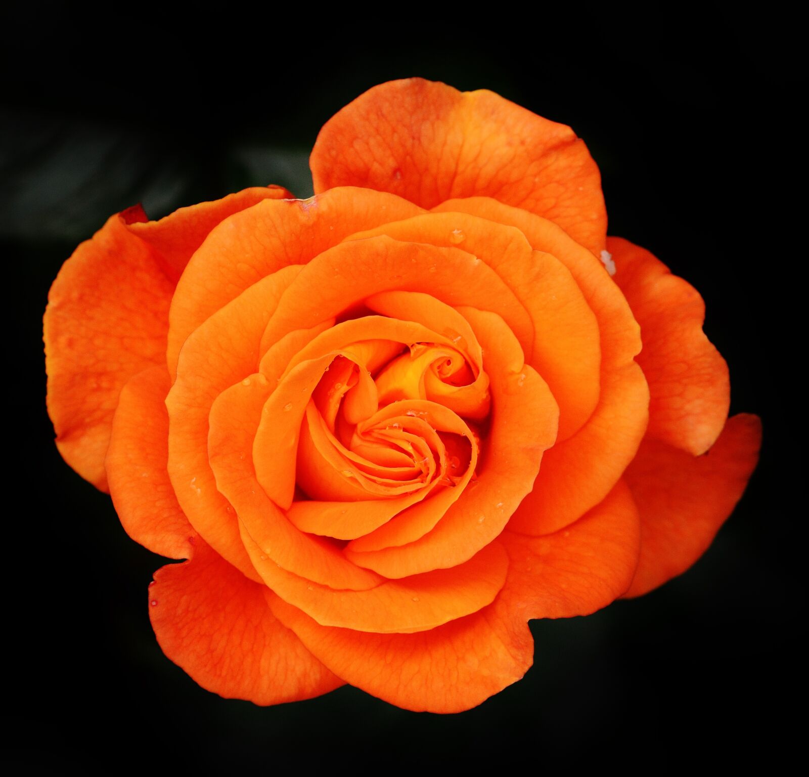 Nikon D3200 sample photo. Rose, orange, flower photography