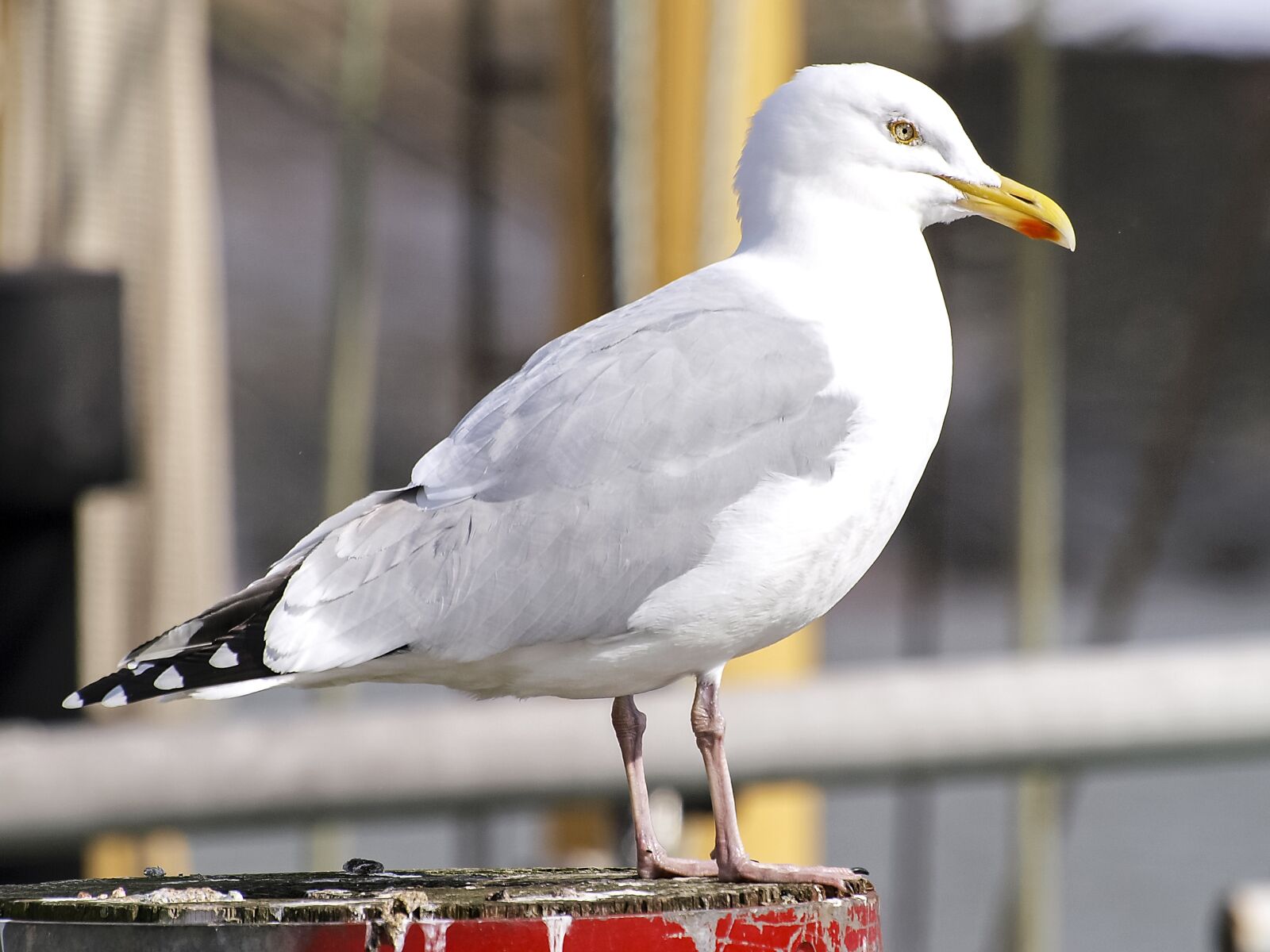 Olympus E-3 sample photo. Herring gull, seagull, bird photography